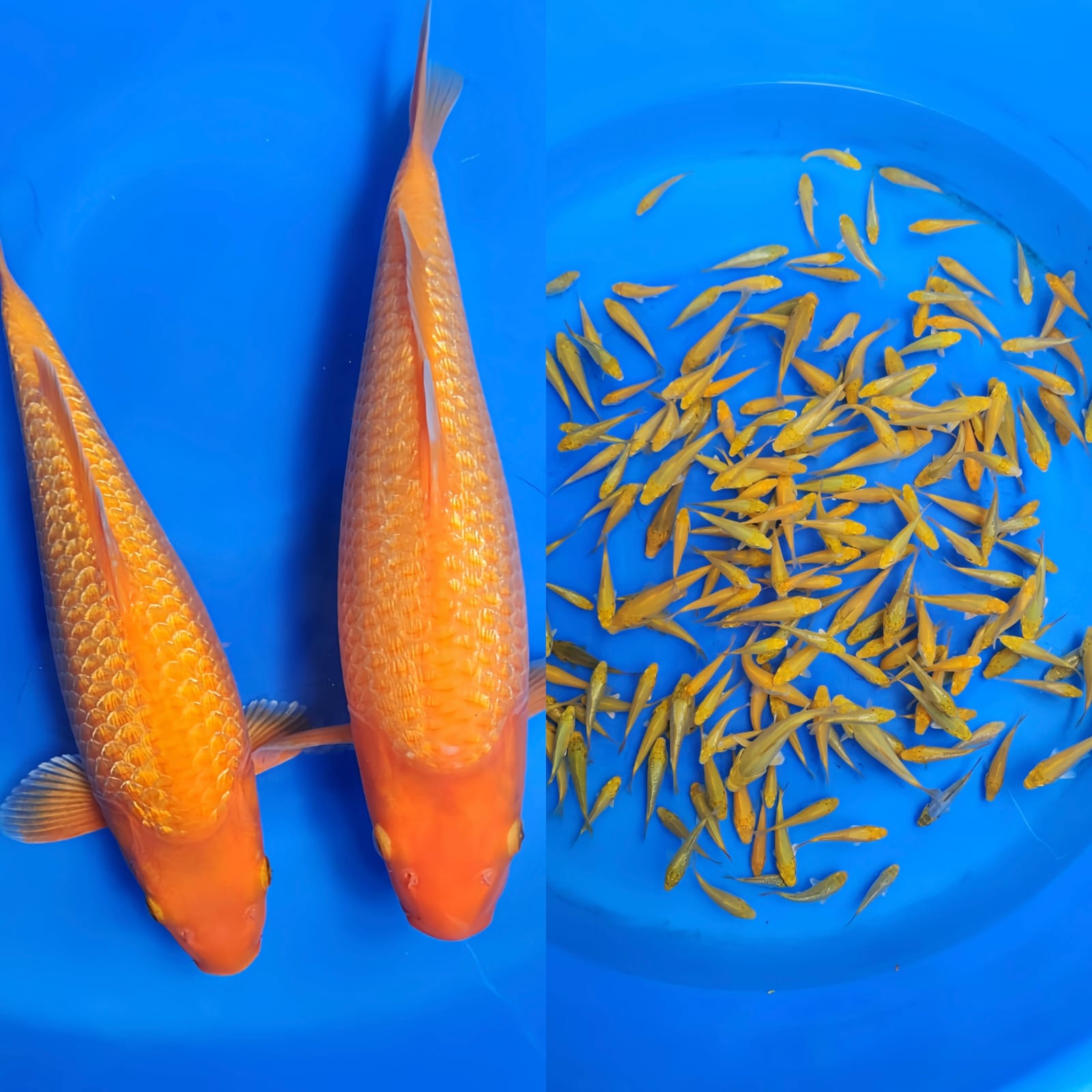 Lelang Koi Online, Jual Beli Ikan Koi, Pasar Koi Terbaik, Agen Lelang Koi, Penawaran Koi Berkualitas, Harga Jual Koi, Lelang Ikan Koi Import, Beli Koi Online, Jual Koi Murah, Koi Showroom, Penjual Koi Terpercaya, Lelang Koi Jakarta, Jual Koi Lokal, Koi Kualitas Unggul, Harga Terbaik Koi, Jual Koi Indukan, Lelang Ikan Hias Koi, Pasar Koi Indonesia, Beli Koi Berkualitas Tinggi, Koi Farm Terbesar, Jual Beli Koi Impor, Lelang Ikan Koi Kualitas Premium, Daftar Harga Koi Terbaru, Pusat Jual Beli Koi, Info Lelang Koi Hari Ini.