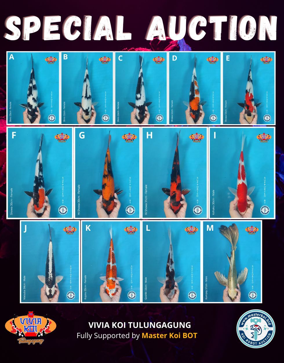 Lelang Koi Online, Jual Beli Ikan Koi, Pasar Koi Terbaik, Agen Lelang Koi, Penawaran Koi Berkualitas, Harga Jual Koi, Lelang Ikan Koi Import, Beli Koi Online, Jual Koi Murah, Koi Showroom, Penjual Koi Terpercaya, Lelang Koi Jakarta, Jual Koi Lokal, Koi Kualitas Unggul, Harga Terbaik Koi, Jual Koi Indukan, Lelang Ikan Hias Koi, Pasar Koi Indonesia, Beli Koi Berkualitas Tinggi, Koi Farm Terbesar, Jual Beli Koi Impor, Lelang Ikan Koi Kualitas Premium, Daftar Harga Koi Terbaru, Pusat Jual Beli Koi, Info Lelang Koi Hari Ini.
