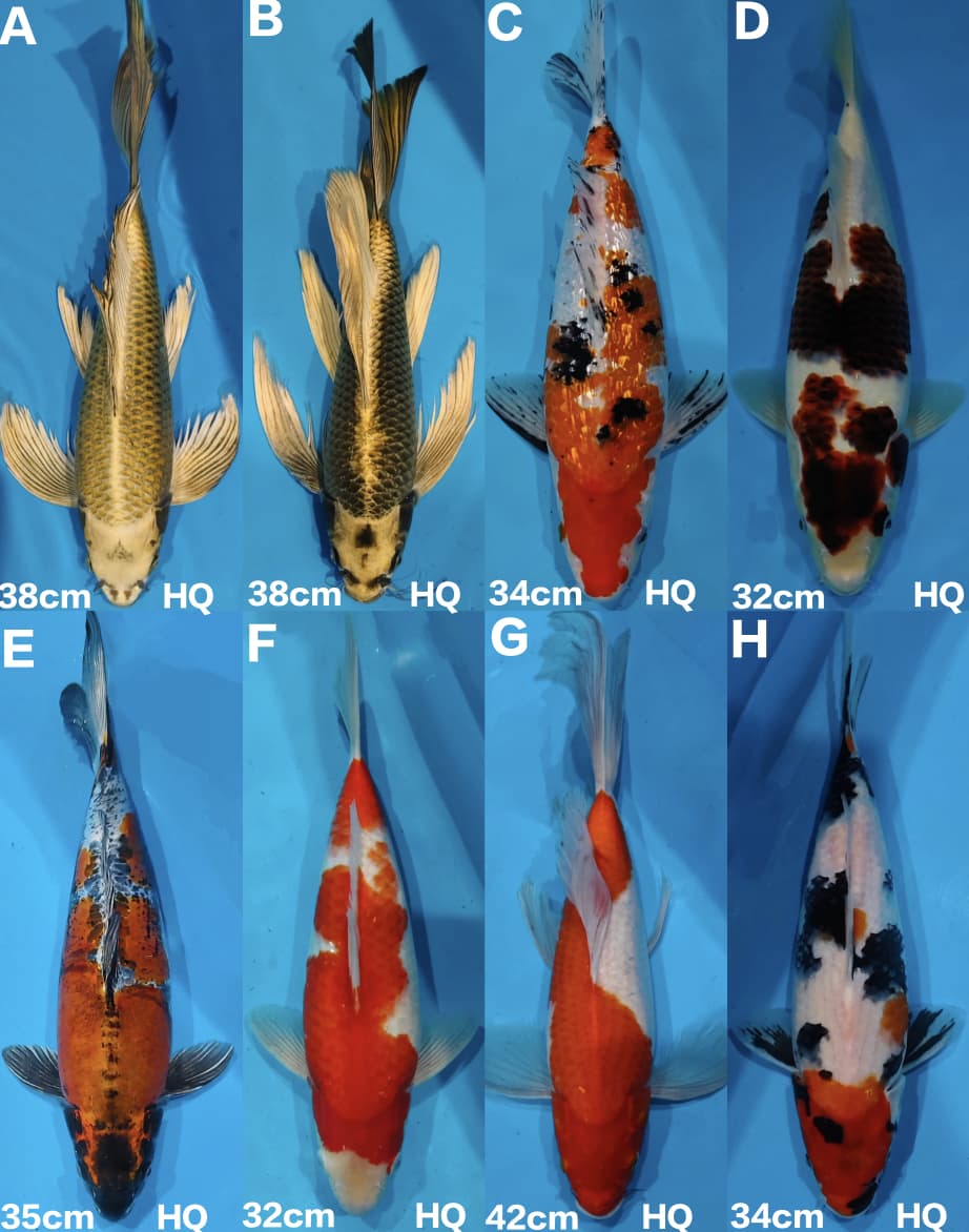 Lelang Koi Online, Jual Beli Ikan Koi, Pasar Koi Terbaik, Agen Lelang Koi, Penawaran Koi Berkualitas, Harga Jual Koi, Lelang Ikan Koi Import, Beli Koi Online, Jual Koi Murah, Koi Showroom, Penjual Koi Terpercaya, Lelang Koi Jakarta, Jual Koi Lokal, Koi Kualitas Unggul, Harga Terbaik Koi, Jual Koi Indukan, Lelang Ikan Hias Koi, Pasar Koi Indonesia, Beli Koi Berkualitas Tinggi, Koi Farm Terbesar, Jual Beli Koi Impor, Lelang Ikan Koi Kualitas Premium, Daftar Harga Koi Terbaru, Pusat Jual Beli Koi, Info Lelang Koi Hari Ini.
