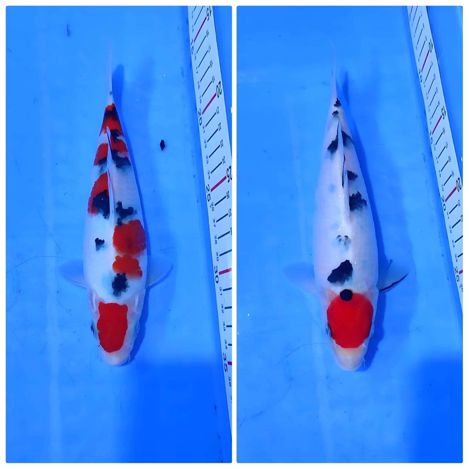 Lelang Koi Online, Jual Beli Ikan Koi, Pasar Koi Terbaik, Agen Lelang Koi, Penawaran Koi Berkualitas, Harga Jual Koi, Lelang Ikan Koi Import, Beli Koi Online, Jual Koi Murah, Koi Showroom, Penjual Koi Terpercaya, Lelang Koi Jakarta, Jual Koi Lokal, Koi Kualitas Unggul, Harga Terbaik Koi, Jual Koi Indukan, Lelang Ikan Hias Koi, Pasar Koi Indonesia, Beli Koi Berkualitas Tinggi, Koi Farm Terbesar, Jual Beli Koi Impor, Lelang Ikan Koi Kualitas Premium, Daftar Harga Koi Terbaru, Pusat Jual Beli Koi, Info Lelang Koi Hari Ini.
