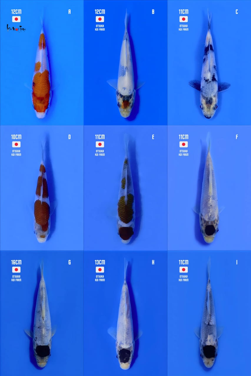 Lelang Koi Online, Jual Beli Ikan Koi, Pasar Koi Terbaik, Agen Lelang Koi, Penawaran Koi Berkualitas, Harga Jual Koi, Lelang Ikan Koi Import, Beli Koi Online, Jual Koi Murah, Koi Showroom, Penjual Koi Terpercaya, Lelang Koi Jakarta, Jual Koi Lokal, Koi Kualitas Unggul, Harga Terbaik Koi, Jual Koi Indukan, Lelang Ikan Hias Koi, Pasar Koi Indonesia, Beli Koi Berkualitas Tinggi, Koi Farm Terbesar, Jual Beli Koi Impor, Lelang Ikan Koi Kualitas Premium, Daftar Harga Koi Terbaru, Pusat Jual Beli Koi, Info Lelang Koi Hari Ini.