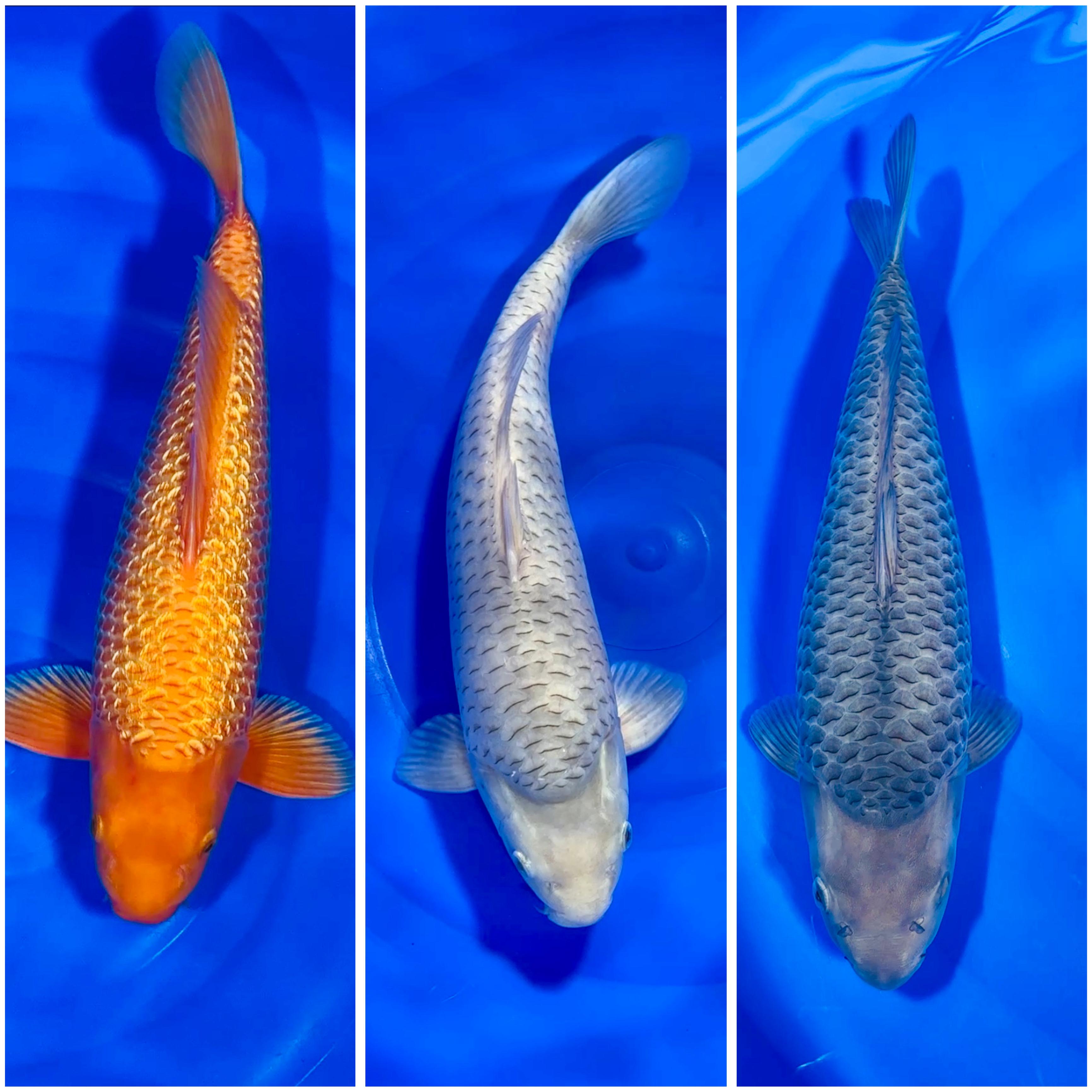 Lelang Koi Online, Jual Beli Ikan Koi, Pasar Koi Terbaik, Agen Lelang Koi, Penawaran Koi Berkualitas, Harga Jual Koi, Lelang Ikan Koi Import, Beli Koi Online, Jual Koi Murah, Koi Showroom, Penjual Koi Terpercaya, Lelang Koi Jakarta, Jual Koi Lokal, Koi Kualitas Unggul, Harga Terbaik Koi, Jual Koi Indukan, Lelang Ikan Hias Koi, Pasar Koi Indonesia, Beli Koi Berkualitas Tinggi, Koi Farm Terbesar, Jual Beli Koi Impor, Lelang Ikan Koi Kualitas Premium, Daftar Harga Koi Terbaru, Pusat Jual Beli Koi, Info Lelang Koi Hari Ini.