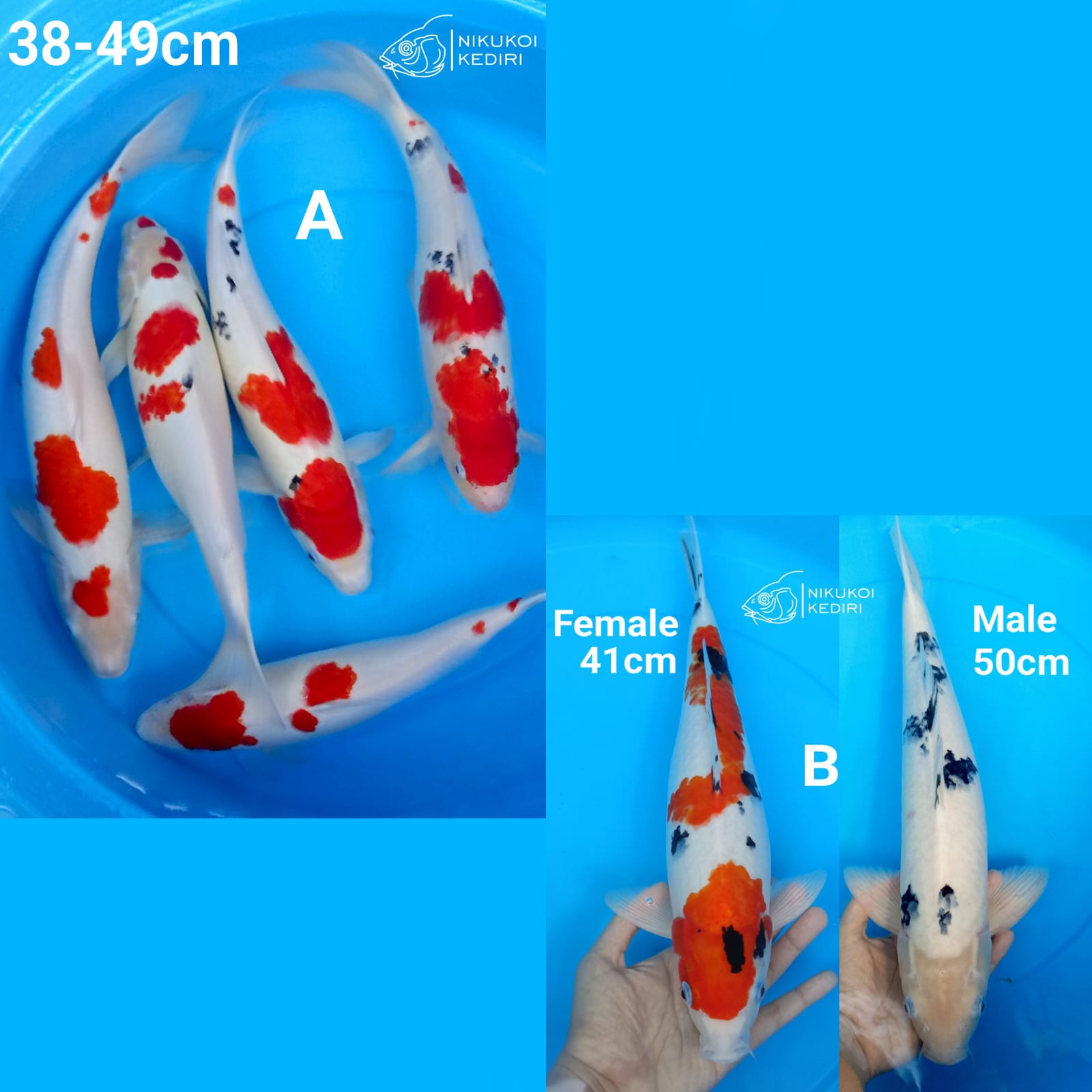 Lelang Koi Online, Jual Beli Ikan Koi, Pasar Koi Terbaik, Agen Lelang Koi, Penawaran Koi Berkualitas, Harga Jual Koi, Lelang Ikan Koi Import, Beli Koi Online, Jual Koi Murah, Koi Showroom, Penjual Koi Terpercaya, Lelang Koi Jakarta, Jual Koi Lokal, Koi Kualitas Unggul, Harga Terbaik Koi, Jual Koi Indukan, Lelang Ikan Hias Koi, Pasar Koi Indonesia, Beli Koi Berkualitas Tinggi, Koi Farm Terbesar, Jual Beli Koi Impor, Lelang Ikan Koi Kualitas Premium, Daftar Harga Koi Terbaru, Pusat Jual Beli Koi, Info Lelang Koi Hari Ini.