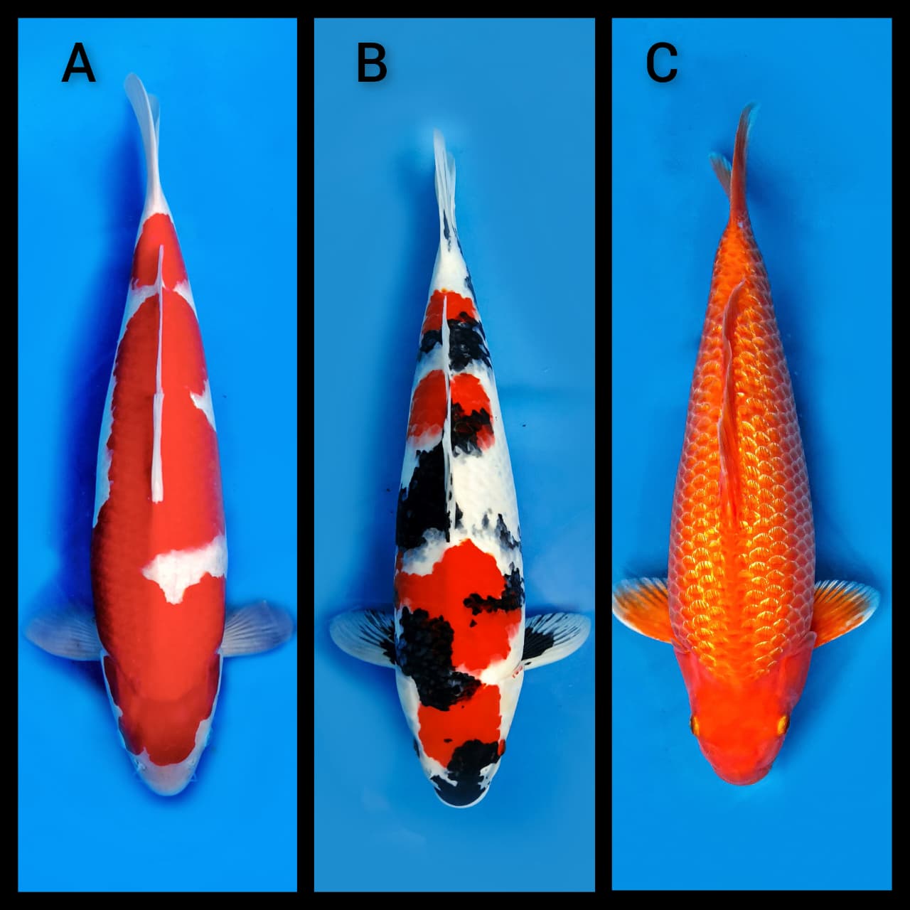 Lelang Koi Online, Jual Beli Ikan Koi, Pasar Koi Terbaik, Agen Lelang Koi, Penawaran Koi Berkualitas, Harga Jual Koi, Lelang Ikan Koi Import, Beli Koi Online, Jual Koi Murah, Koi Showroom, Penjual Koi Terpercaya, Lelang Koi Jakarta, Jual Koi Lokal, Koi Kualitas Unggul, Harga Terbaik Koi, Jual Koi Indukan, Lelang Ikan Hias Koi, Pasar Koi Indonesia, Beli Koi Berkualitas Tinggi, Koi Farm Terbesar, Jual Beli Koi Impor, Lelang Ikan Koi Kualitas Premium, Daftar Harga Koi Terbaru, Pusat Jual Beli Koi, Info Lelang Koi Hari Ini.