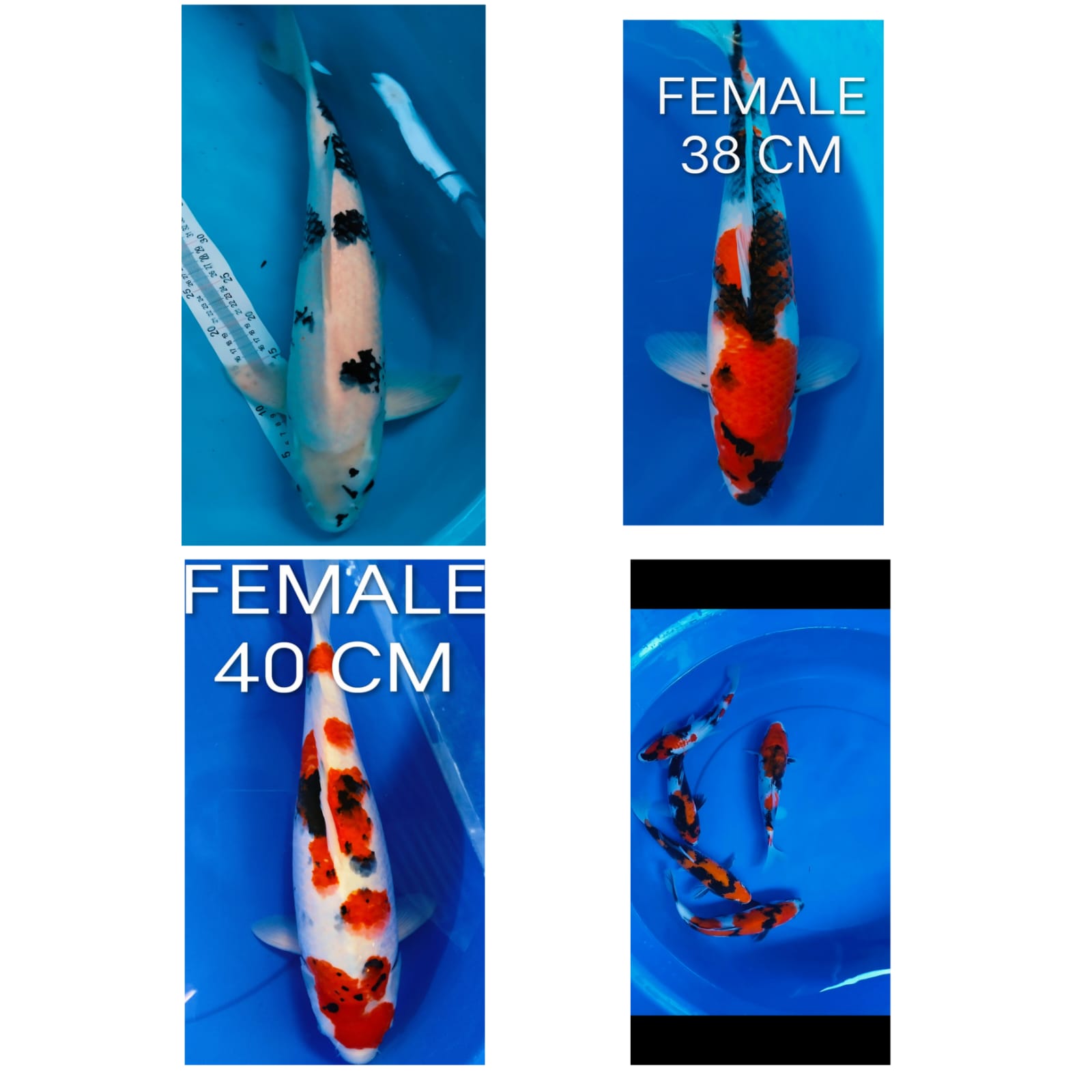 Lelang Koi Online, Jual Beli Ikan Koi, Pasar Koi Terbaik, Agen Lelang Koi, Penawaran Koi Berkualitas, Harga Jual Koi, Lelang Ikan Koi Import, Beli Koi Online, Jual Koi Murah, Koi Showroom, Penjual Koi Terpercaya, Lelang Koi Jakarta, Jual Koi Lokal, Koi Kualitas Unggul, Harga Terbaik Koi, Jual Koi Indukan, Lelang Ikan Hias Koi, Pasar Koi Indonesia, Beli Koi Berkualitas Tinggi, Koi Farm Terbesar, Jual Beli Koi Impor, Lelang Ikan Koi Kualitas Premium, Daftar Harga Koi Terbaru, Pusat Jual Beli Koi, Info Lelang Koi Hari Ini.