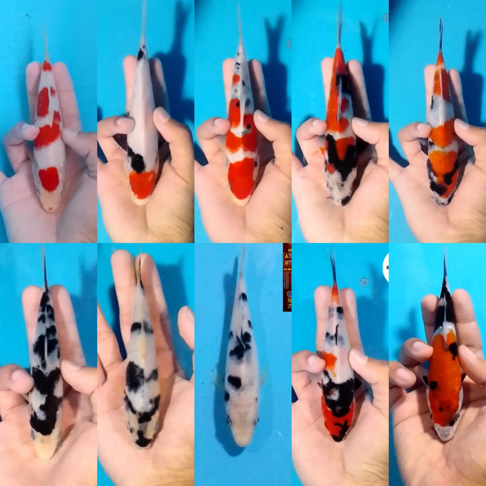 Lelang Koi Online, Jual Beli Ikan Koi, Pasar Koi Terbaik, Agen Lelang Koi, Penawaran Koi Berkualitas, Harga Jual Koi, Lelang Ikan Koi Import, Beli Koi Online, Jual Koi Murah, Koi Showroom, Penjual Koi Terpercaya, Lelang Koi Jakarta, Jual Koi Lokal, Koi Kualitas Unggul, Harga Terbaik Koi, Jual Koi Indukan, Lelang Ikan Hias Koi, Pasar Koi Indonesia, Beli Koi Berkualitas Tinggi, Koi Farm Terbesar, Jual Beli Koi Impor, Lelang Ikan Koi Kualitas Premium, Daftar Harga Koi Terbaru, Pusat Jual Beli Koi, Info Lelang Koi Hari Ini.