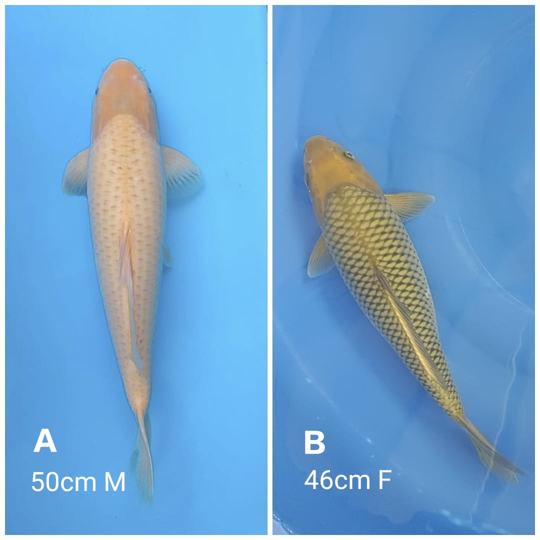 Lelang Koi Online, Jual Beli Ikan Koi, Pasar Koi Terbaik, Agen Lelang Koi, Penawaran Koi Berkualitas, Harga Jual Koi, Lelang Ikan Koi Import, Beli Koi Online, Jual Koi Murah, Koi Showroom, Penjual Koi Terpercaya, Lelang Koi Jakarta, Jual Koi Lokal, Koi Kualitas Unggul, Harga Terbaik Koi, Jual Koi Indukan, Lelang Ikan Hias Koi, Pasar Koi Indonesia, Beli Koi Berkualitas Tinggi, Koi Farm Terbesar, Jual Beli Koi Impor, Lelang Ikan Koi Kualitas Premium, Daftar Harga Koi Terbaru, Pusat Jual Beli Koi, Info Lelang Koi Hari Ini.
