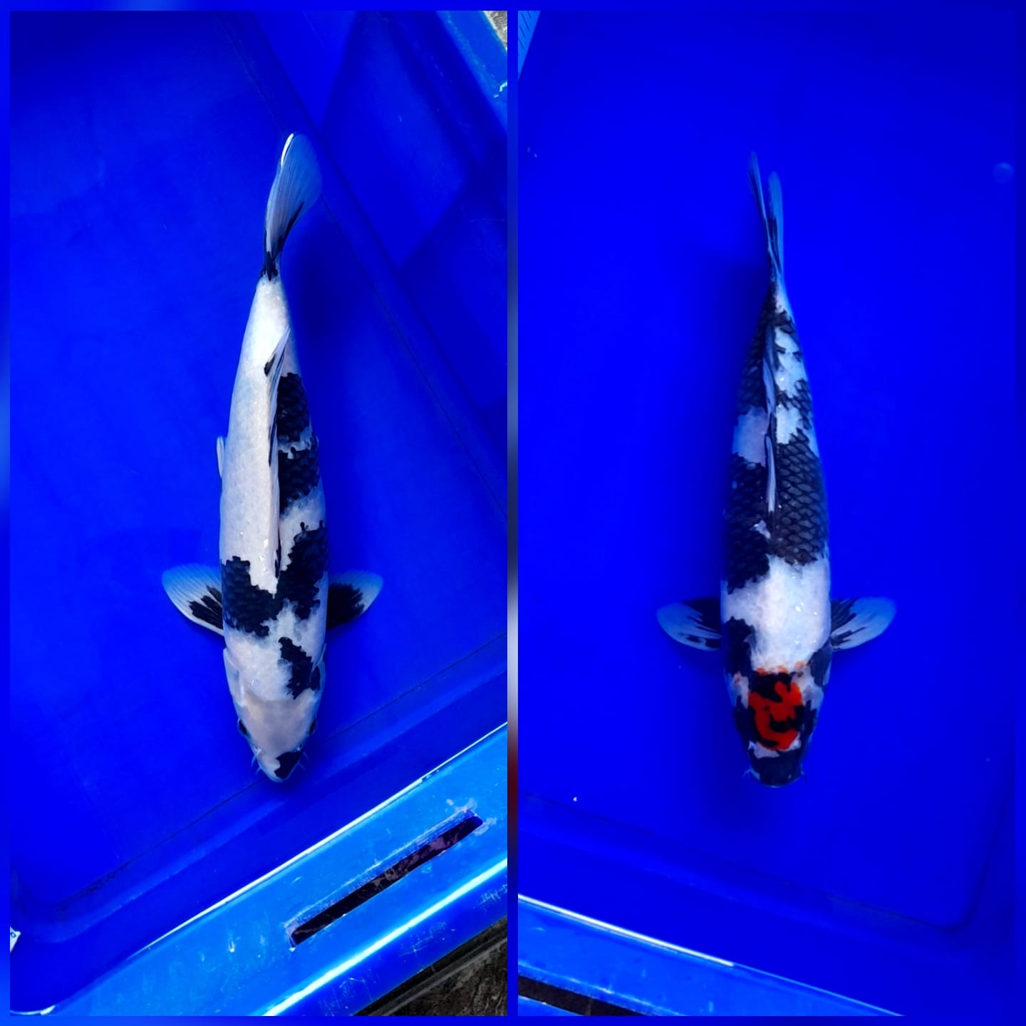 Lelang Koi Online, Jual Beli Ikan Koi, Pasar Koi Terbaik, Agen Lelang Koi, Penawaran Koi Berkualitas, Harga Jual Koi, Lelang Ikan Koi Import, Beli Koi Online, Jual Koi Murah, Koi Showroom, Penjual Koi Terpercaya, Lelang Koi Jakarta, Jual Koi Lokal, Koi Kualitas Unggul, Harga Terbaik Koi, Jual Koi Indukan, Lelang Ikan Hias Koi, Pasar Koi Indonesia, Beli Koi Berkualitas Tinggi, Koi Farm Terbesar, Jual Beli Koi Impor, Lelang Ikan Koi Kualitas Premium, Daftar Harga Koi Terbaru, Pusat Jual Beli Koi, Info Lelang Koi Hari Ini.