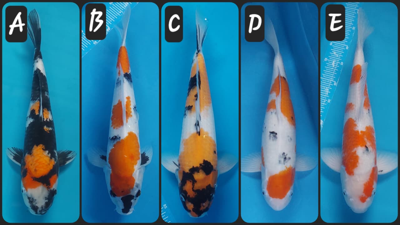 Lelang Koi Online, Jual Beli Ikan Koi, Pasar Koi Terbaik, Agen Lelang Koi, Penawaran Koi Berkualitas, Harga Jual Koi, Lelang Ikan Koi Import, Beli Koi Online, Jual Koi Murah, Koi Showroom, Penjual Koi Terpercaya, Lelang Koi Jakarta, Jual Koi Lokal, Koi Kualitas Unggul, Harga Terbaik Koi, Jual Koi Indukan, Lelang Ikan Hias Koi, Pasar Koi Indonesia, Beli Koi Berkualitas Tinggi, Koi Farm Terbesar, Jual Beli Koi Impor, Lelang Ikan Koi Kualitas Premium, Daftar Harga Koi Terbaru, Pusat Jual Beli Koi, Info Lelang Koi Hari Ini.