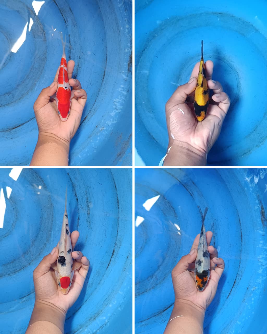 Lelang Koi Online, Jual Beli Ikan Koi, Pasar Koi Terbaik, Agen Lelang Koi, Penawaran Koi Berkualitas, Harga Jual Koi, Lelang Ikan Koi Import, Beli Koi Online, Jual Koi Murah, Koi Showroom, Penjual Koi Terpercaya, Lelang Koi Jakarta, Jual Koi Lokal, Koi Kualitas Unggul, Harga Terbaik Koi, Jual Koi Indukan, Lelang Ikan Hias Koi, Pasar Koi Indonesia, Beli Koi Berkualitas Tinggi, Koi Farm Terbesar, Jual Beli Koi Impor, Lelang Ikan Koi Kualitas Premium, Daftar Harga Koi Terbaru, Pusat Jual Beli Koi, Info Lelang Koi Hari Ini.