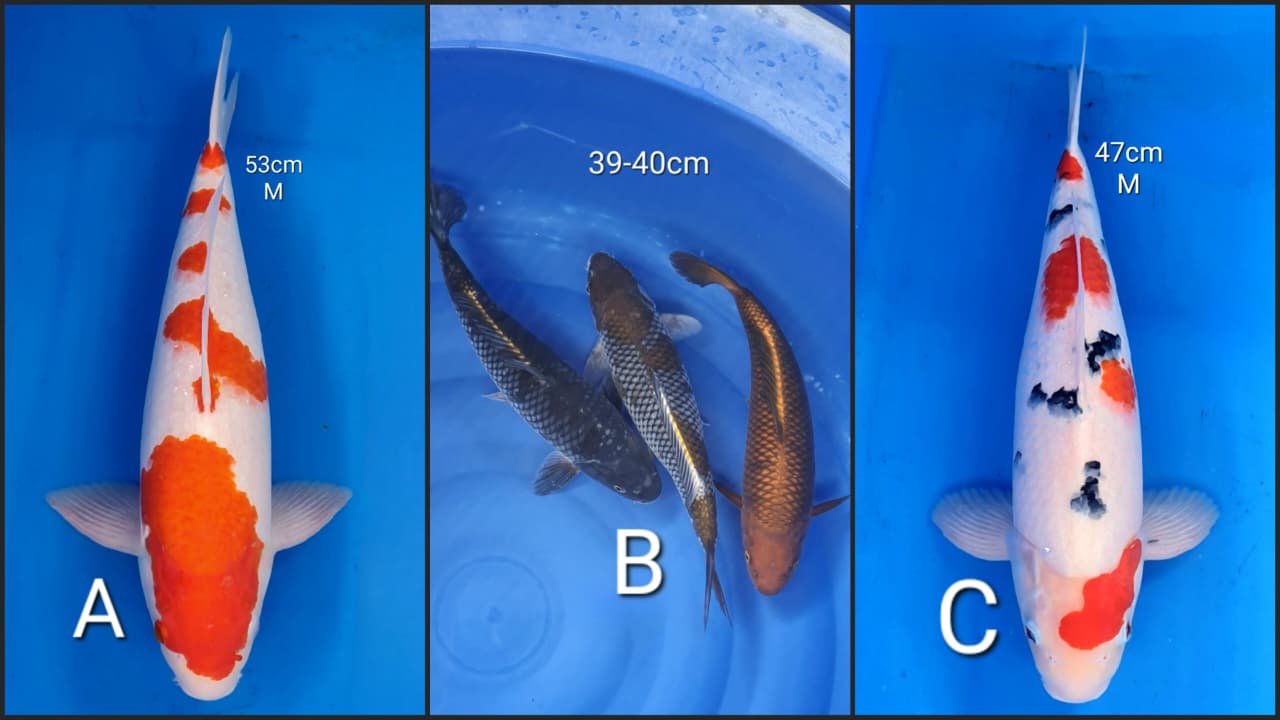 Lelang Koi Online, Jual Beli Ikan Koi, Pasar Koi Terbaik, Agen Lelang Koi, Penawaran Koi Berkualitas, Harga Jual Koi, Lelang Ikan Koi Import, Beli Koi Online, Jual Koi Murah, Koi Showroom, Penjual Koi Terpercaya, Lelang Koi Jakarta, Jual Koi Lokal, Koi Kualitas Unggul, Harga Terbaik Koi, Jual Koi Indukan, Lelang Ikan Hias Koi, Pasar Koi Indonesia, Beli Koi Berkualitas Tinggi, Koi Farm Terbesar, Jual Beli Koi Impor, Lelang Ikan Koi Kualitas Premium, Daftar Harga Koi Terbaru, Pusat Jual Beli Koi, Info Lelang Koi Hari Ini.