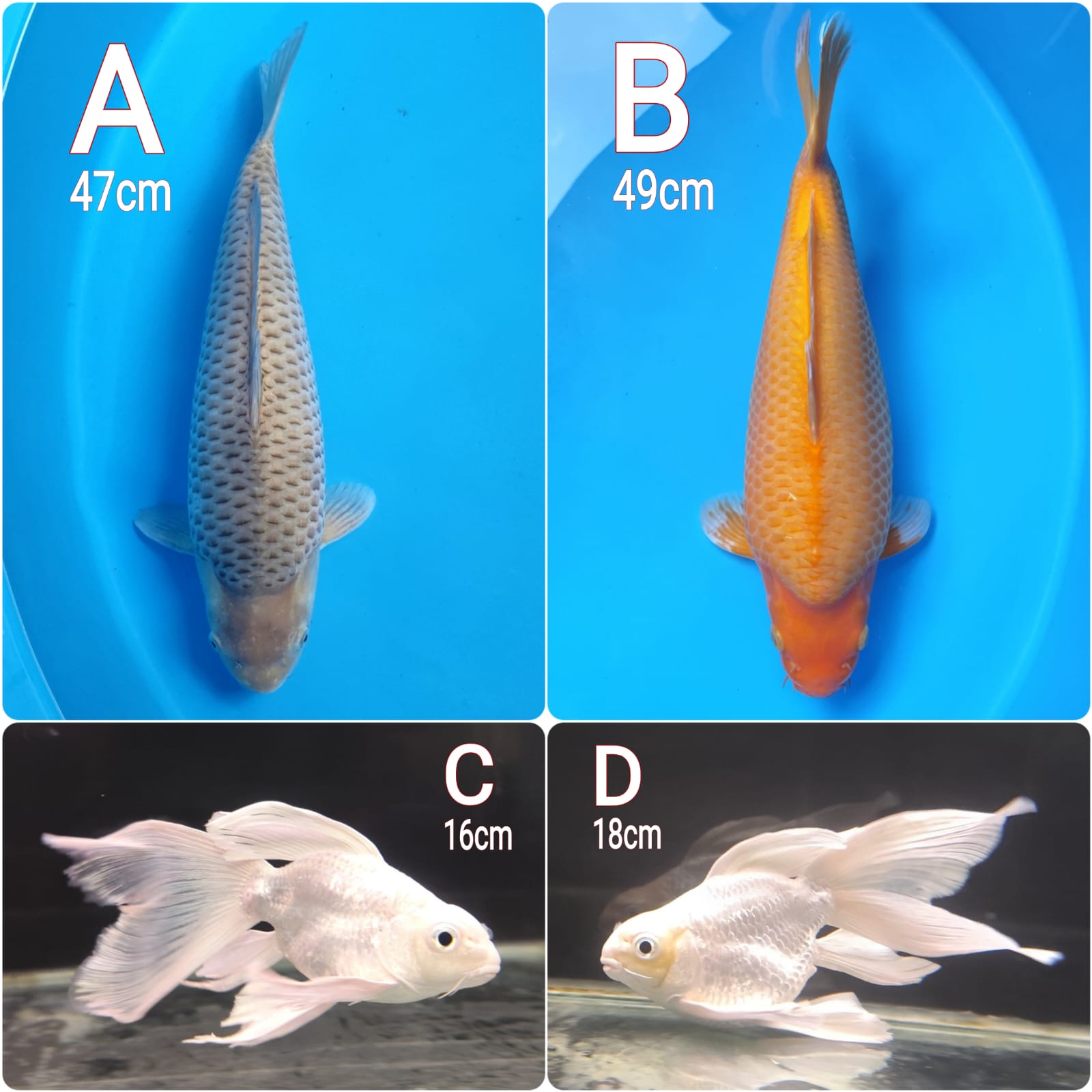 Lelang Koi Online, Jual Beli Ikan Koi, Pasar Koi Terbaik, Agen Lelang Koi, Penawaran Koi Berkualitas, Harga Jual Koi, Lelang Ikan Koi Import, Beli Koi Online, Jual Koi Murah, Koi Showroom, Penjual Koi Terpercaya, Lelang Koi Jakarta, Jual Koi Lokal, Koi Kualitas Unggul, Harga Terbaik Koi, Jual Koi Indukan, Lelang Ikan Hias Koi, Pasar Koi Indonesia, Beli Koi Berkualitas Tinggi, Koi Farm Terbesar, Jual Beli Koi Impor, Lelang Ikan Koi Kualitas Premium, Daftar Harga Koi Terbaru, Pusat Jual Beli Koi, Info Lelang Koi Hari Ini.
