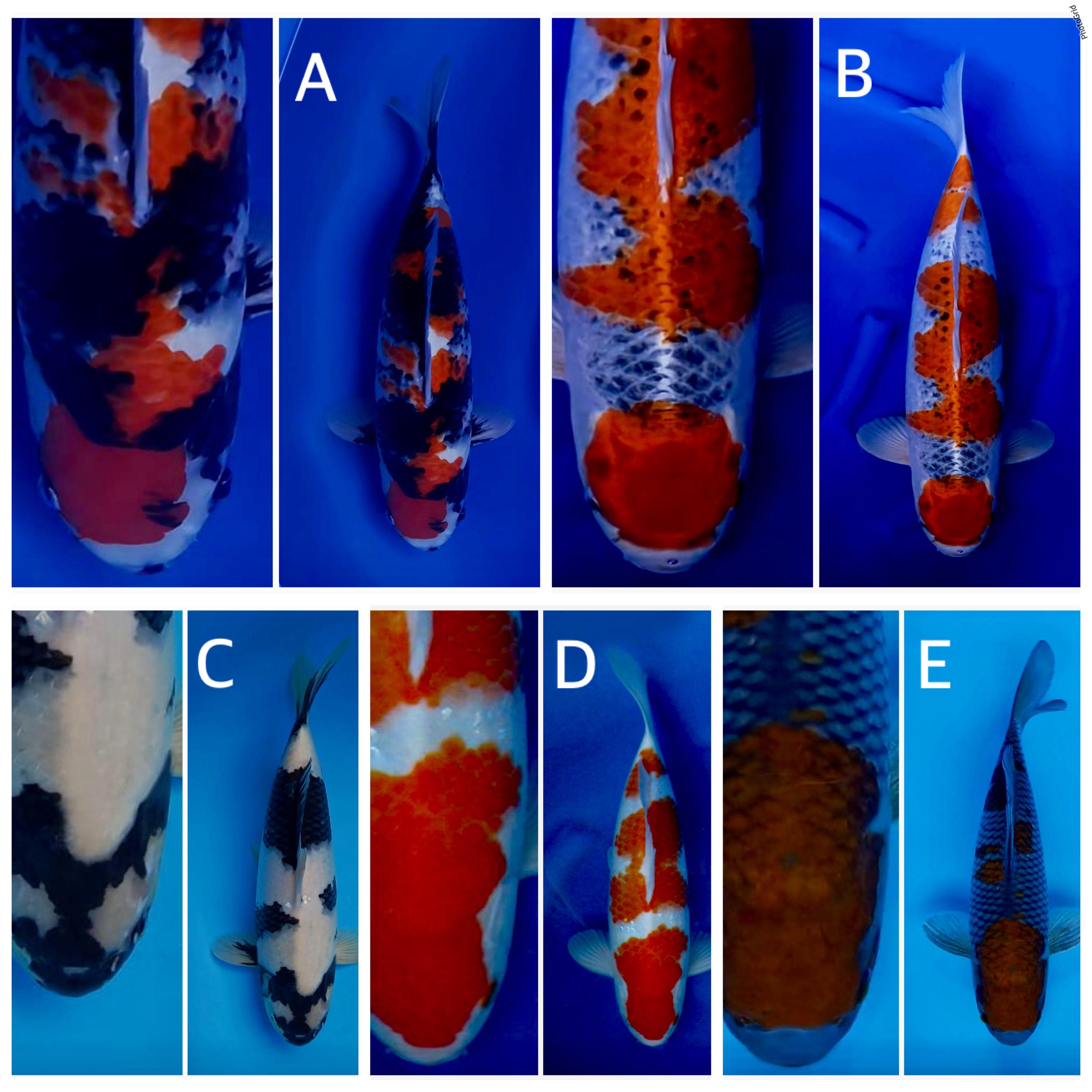 Lelang Koi Online, Jual Beli Ikan Koi, Pasar Koi Terbaik, Agen Lelang Koi, Penawaran Koi Berkualitas, Harga Jual Koi, Lelang Ikan Koi Import, Beli Koi Online, Jual Koi Murah, Koi Showroom, Penjual Koi Terpercaya, Lelang Koi Jakarta, Jual Koi Lokal, Koi Kualitas Unggul, Harga Terbaik Koi, Jual Koi Indukan, Lelang Ikan Hias Koi, Pasar Koi Indonesia, Beli Koi Berkualitas Tinggi, Koi Farm Terbesar, Jual Beli Koi Impor, Lelang Ikan Koi Kualitas Premium, Daftar Harga Koi Terbaru, Pusat Jual Beli Koi, Info Lelang Koi Hari Ini.