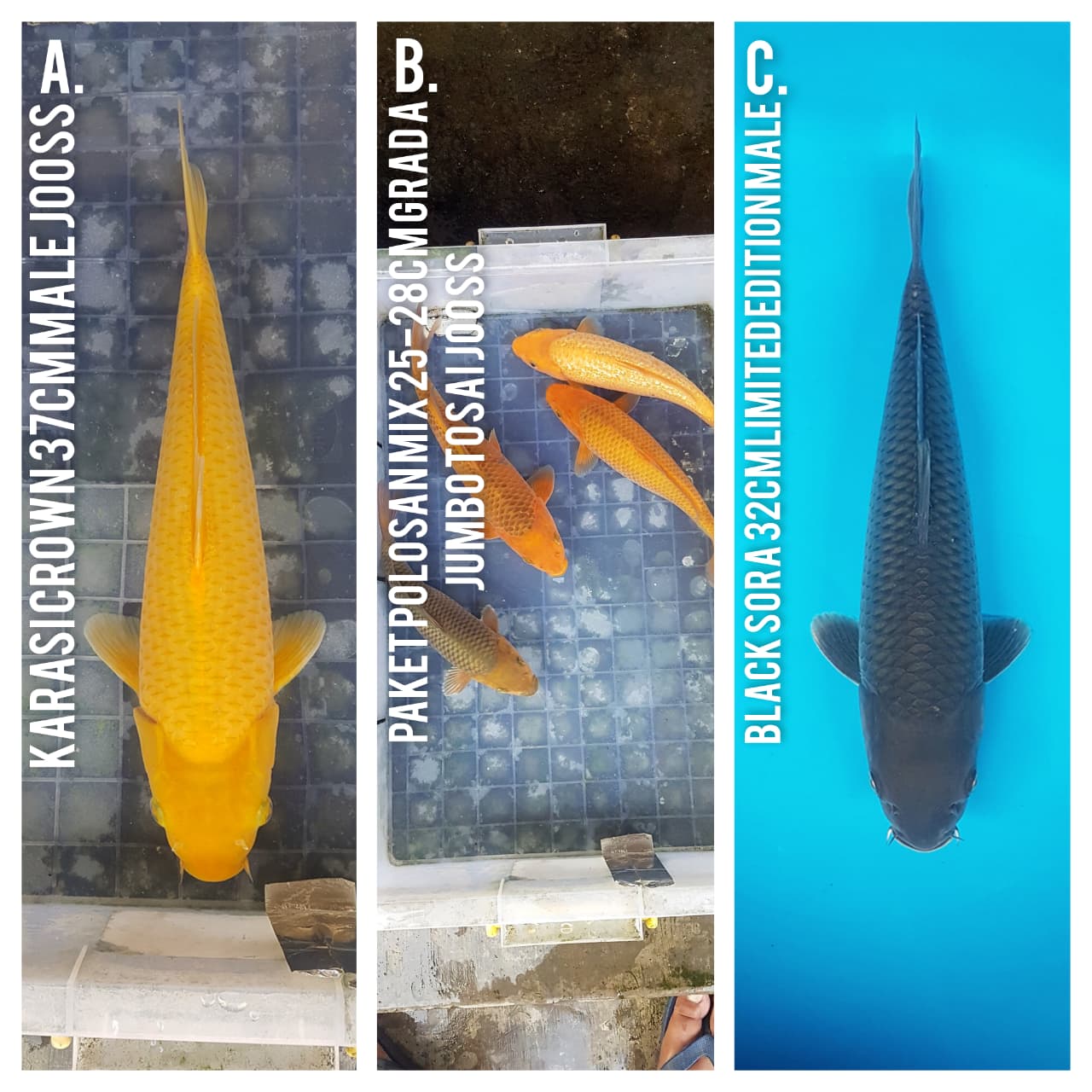 Lelang Koi Online, Jual Beli Ikan Koi, Pasar Koi Terbaik, Agen Lelang Koi, Penawaran Koi Berkualitas, Harga Jual Koi, Lelang Ikan Koi Import, Beli Koi Online, Jual Koi Murah, Koi Showroom, Penjual Koi Terpercaya, Lelang Koi Jakarta, Jual Koi Lokal, Koi Kualitas Unggul, Harga Terbaik Koi, Jual Koi Indukan, Lelang Ikan Hias Koi, Pasar Koi Indonesia, Beli Koi Berkualitas Tinggi, Koi Farm Terbesar, Jual Beli Koi Impor, Lelang Ikan Koi Kualitas Premium, Daftar Harga Koi Terbaru, Pusat Jual Beli Koi, Info Lelang Koi Hari Ini.