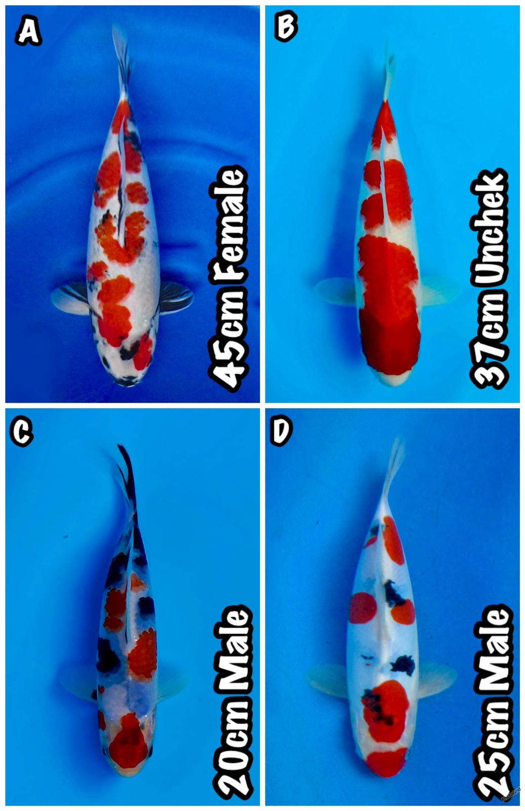Lelang Koi Online, Jual Beli Ikan Koi, Pasar Koi Terbaik, Agen Lelang Koi, Penawaran Koi Berkualitas, Harga Jual Koi, Lelang Ikan Koi Import, Beli Koi Online, Jual Koi Murah, Koi Showroom, Penjual Koi Terpercaya, Lelang Koi Jakarta, Jual Koi Lokal, Koi Kualitas Unggul, Harga Terbaik Koi, Jual Koi Indukan, Lelang Ikan Hias Koi, Pasar Koi Indonesia, Beli Koi Berkualitas Tinggi, Koi Farm Terbesar, Jual Beli Koi Impor, Lelang Ikan Koi Kualitas Premium, Daftar Harga Koi Terbaru, Pusat Jual Beli Koi, Info Lelang Koi Hari Ini.