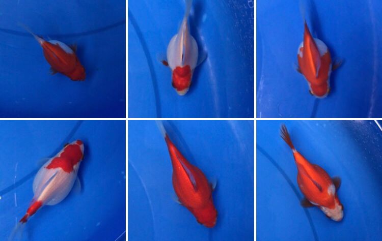 Lelang Koi Online, Jual Beli Ikan Koi, Pasar Koi Terbaik, Agen Lelang Koi, Penawaran Koi Berkualitas, Harga Jual Koi, Lelang Ikan Koi Import, Beli Koi Online, Jual Koi Murah, Koi Showroom, Penjual Koi Terpercaya, Lelang Koi Jakarta, Jual Koi Lokal, Koi Kualitas Unggul, Harga Terbaik Koi, Jual Koi Indukan, Lelang Ikan Hias Koi, Pasar Koi Indonesia, Beli Koi Berkualitas Tinggi, Koi Farm Terbesar, Jual Beli Koi Impor, Lelang Ikan Koi Kualitas Premium, Daftar Harga Koi Terbaru, Pusat Jual Beli Koi, Info Lelang Koi Hari Ini.
