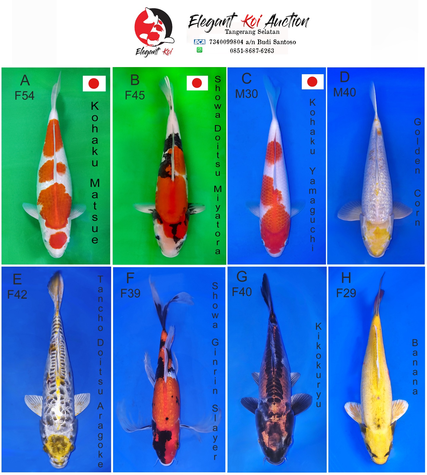 Lelang Koi Online, Jual Beli Ikan Koi, Pasar Koi Terbaik, Agen Lelang Koi, Penawaran Koi Berkualitas, Harga Jual Koi, Lelang Ikan Koi Import, Beli Koi Online, Jual Koi Murah, Koi Showroom, Penjual Koi Terpercaya, Lelang Koi Jakarta, Jual Koi Lokal, Koi Kualitas Unggul, Harga Terbaik Koi, Jual Koi Indukan, Lelang Ikan Hias Koi, Pasar Koi Indonesia, Beli Koi Berkualitas Tinggi, Koi Farm Terbesar, Jual Beli Koi Impor, Lelang Ikan Koi Kualitas Premium, Daftar Harga Koi Terbaru, Pusat Jual Beli Koi, Info Lelang Koi Hari Ini.