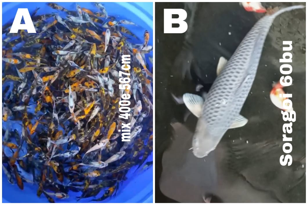 Lelang Koi Online, Jual Beli Ikan Koi, Pasar Koi Terbaik, Agen Lelang Koi, Penawaran Koi Berkualitas, Harga Jual Koi, Lelang Ikan Koi Import, Beli Koi Online, Jual Koi Murah, Koi Showroom, Penjual Koi Terpercaya, Lelang Koi Jakarta, Jual Koi Lokal, Koi Kualitas Unggul, Harga Terbaik Koi, Jual Koi Indukan, Lelang Ikan Hias Koi, Pasar Koi Indonesia, Beli Koi Berkualitas Tinggi, Koi Farm Terbesar, Jual Beli Koi Impor, Lelang Ikan Koi Kualitas Premium, Daftar Harga Koi Terbaru, Pusat Jual Beli Koi, Info Lelang Koi Hari Ini.