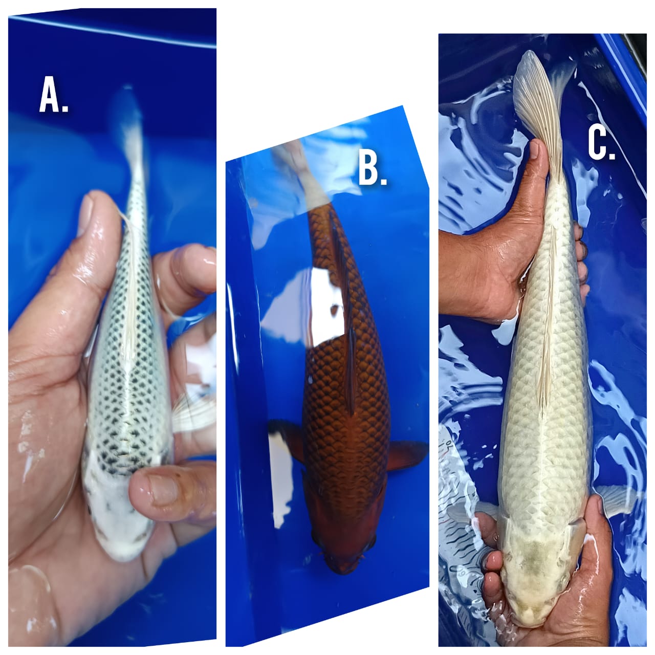 Lelang Koi Online, Jual Beli Ikan Koi, Pasar Koi Terbaik, Agen Lelang Koi, Penawaran Koi Berkualitas, Harga Jual Koi, Lelang Ikan Koi Import, Beli Koi Online, Jual Koi Murah, Koi Showroom, Penjual Koi Terpercaya, Lelang Koi Jakarta, Jual Koi Lokal, Koi Kualitas Unggul, Harga Terbaik Koi, Jual Koi Indukan, Lelang Ikan Hias Koi, Pasar Koi Indonesia, Beli Koi Berkualitas Tinggi, Koi Farm Terbesar, Jual Beli Koi Impor, Lelang Ikan Koi Kualitas Premium, Daftar Harga Koi Terbaru, Pusat Jual Beli Koi, Info Lelang Koi Hari Ini.