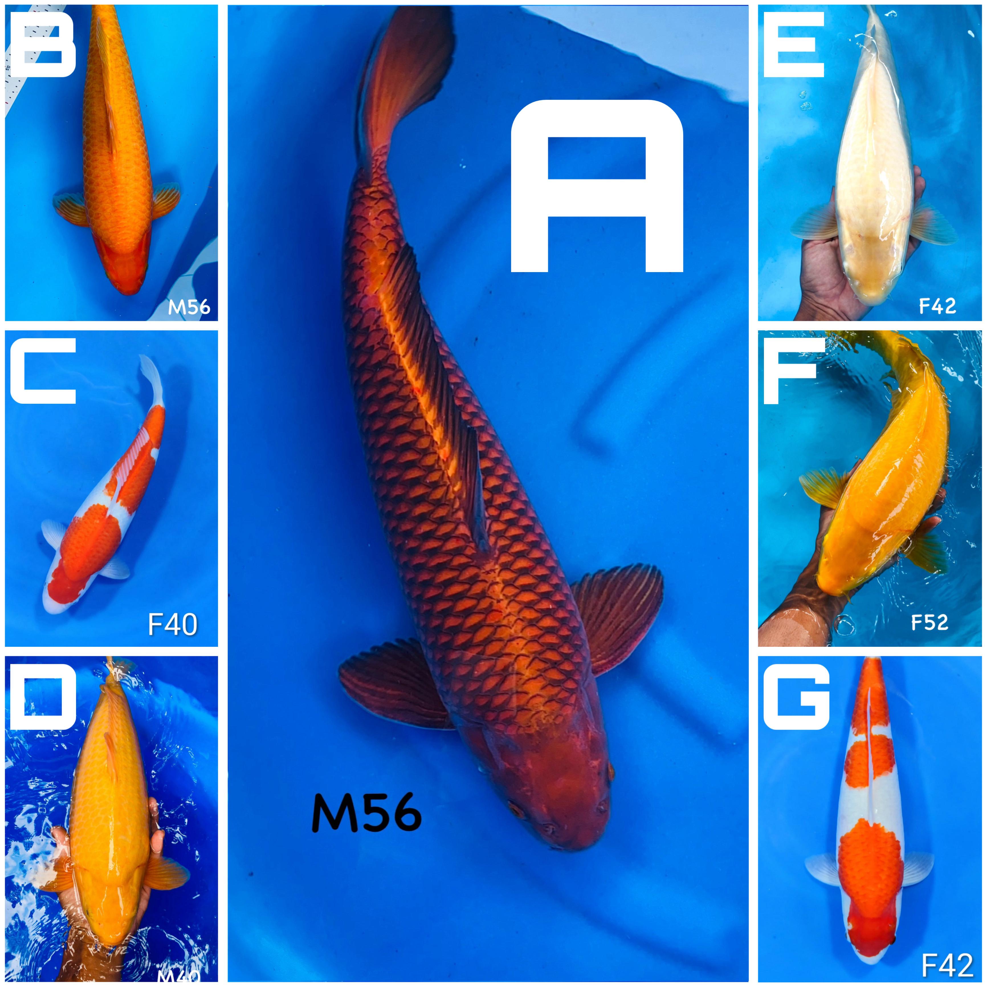 Lelang Koi Online, Jual Beli Ikan Koi, Pasar Koi Terbaik, Agen Lelang Koi, Penawaran Koi Berkualitas, Harga Jual Koi, Lelang Ikan Koi Import, Beli Koi Online, Jual Koi Murah, Koi Showroom, Penjual Koi Terpercaya, Lelang Koi Jakarta, Jual Koi Lokal, Koi Kualitas Unggul, Harga Terbaik Koi, Jual Koi Indukan, Lelang Ikan Hias Koi, Pasar Koi Indonesia, Beli Koi Berkualitas Tinggi, Koi Farm Terbesar, Jual Beli Koi Impor, Lelang Ikan Koi Kualitas Premium, Daftar Harga Koi Terbaru, Pusat Jual Beli Koi, Info Lelang Koi Hari Ini.