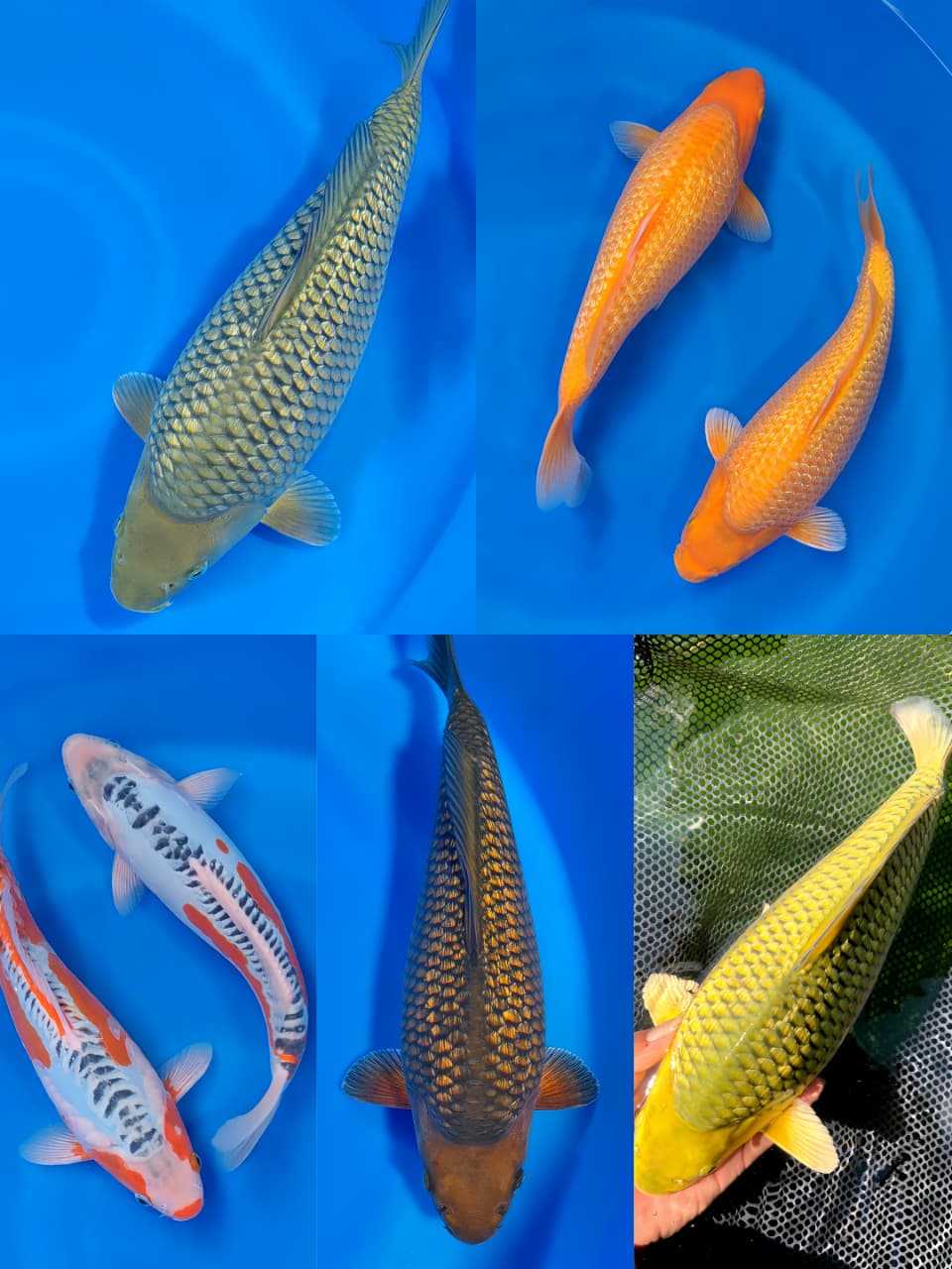 Lelang Koi Online, Jual Beli Ikan Koi, Pasar Koi Terbaik, Agen Lelang Koi, Penawaran Koi Berkualitas, Harga Jual Koi, Lelang Ikan Koi Import, Beli Koi Online, Jual Koi Murah, Koi Showroom, Penjual Koi Terpercaya, Lelang Koi Jakarta, Jual Koi Lokal, Koi Kualitas Unggul, Harga Terbaik Koi, Jual Koi Indukan, Lelang Ikan Hias Koi, Pasar Koi Indonesia, Beli Koi Berkualitas Tinggi, Koi Farm Terbesar, Jual Beli Koi Impor, Lelang Ikan Koi Kualitas Premium, Daftar Harga Koi Terbaru, Pusat Jual Beli Koi, Info Lelang Koi Hari Ini.
