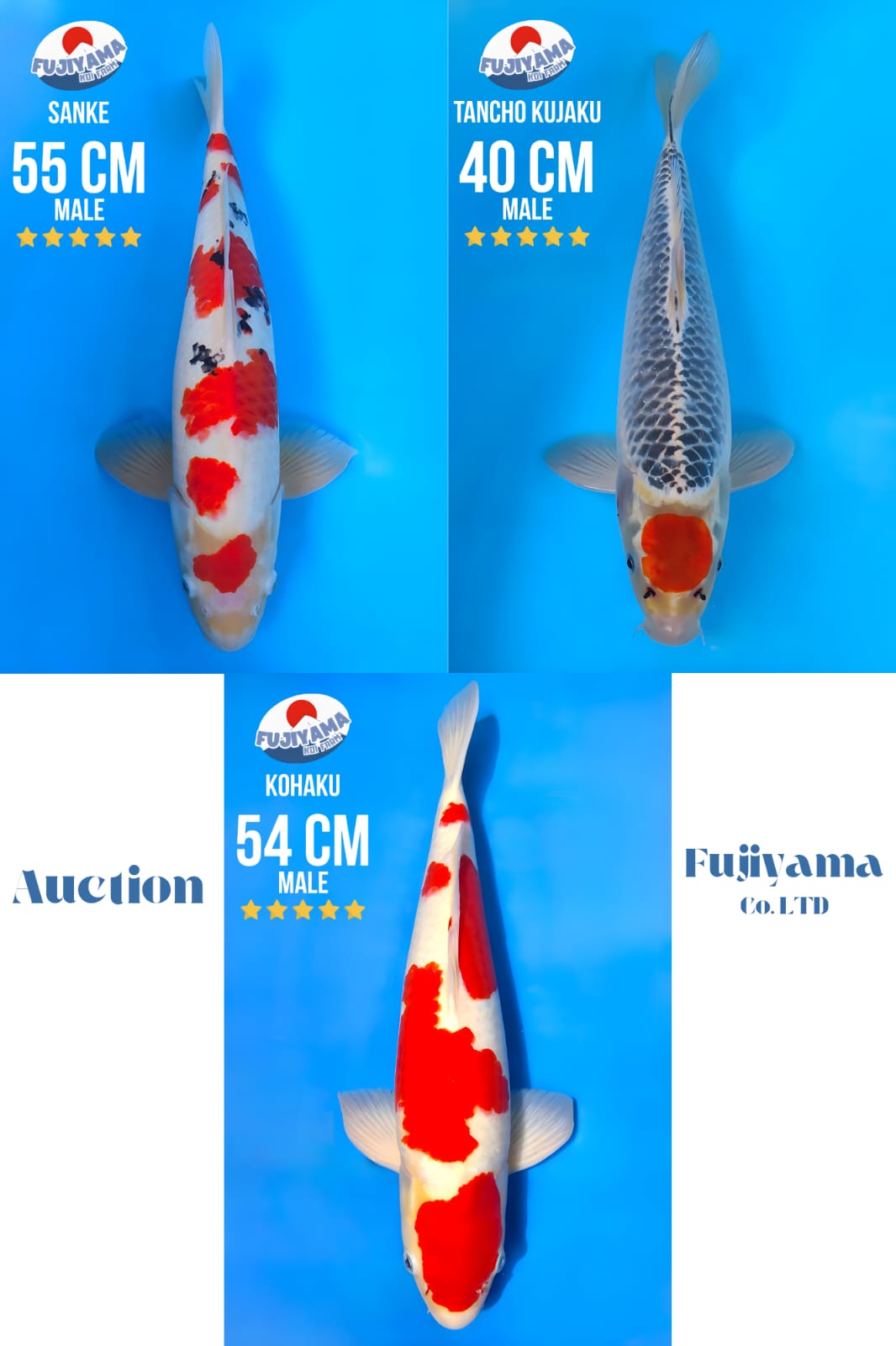Lelang Koi Online, Jual Beli Ikan Koi, Pasar Koi Terbaik, Agen Lelang Koi, Penawaran Koi Berkualitas, Harga Jual Koi, Lelang Ikan Koi Import, Beli Koi Online, Jual Koi Murah, Koi Showroom, Penjual Koi Terpercaya, Lelang Koi Jakarta, Jual Koi Lokal, Koi Kualitas Unggul, Harga Terbaik Koi, Jual Koi Indukan, Lelang Ikan Hias Koi, Pasar Koi Indonesia, Beli Koi Berkualitas Tinggi, Koi Farm Terbesar, Jual Beli Koi Impor, Lelang Ikan Koi Kualitas Premium, Daftar Harga Koi Terbaru, Pusat Jual Beli Koi, Info Lelang Koi Hari Ini.