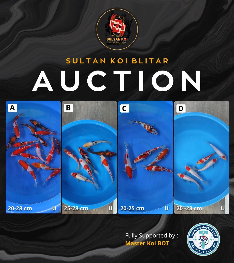 Lelang Koi Online, Jual Beli Ikan Koi, Pasar Koi Terbaik, Agen Lelang Koi, Penawaran Koi Berkualitas, Harga Jual Koi, Lelang Ikan Koi Import, Beli Koi Online, Jual Koi Murah, Koi Showroom, Penjual Koi Terpercaya, Lelang Koi Jakarta, Jual Koi Lokal, Koi Kualitas Unggul, Harga Terbaik Koi, Jual Koi Indukan, Lelang Ikan Hias Koi, Pasar Koi Indonesia, Beli Koi Berkualitas Tinggi, Koi Farm Terbesar, Jual Beli Koi Impor, Lelang Ikan Koi Kualitas Premium, Daftar Harga Koi Terbaru, Pusat Jual Beli Koi, Info Lelang Koi Hari Ini.