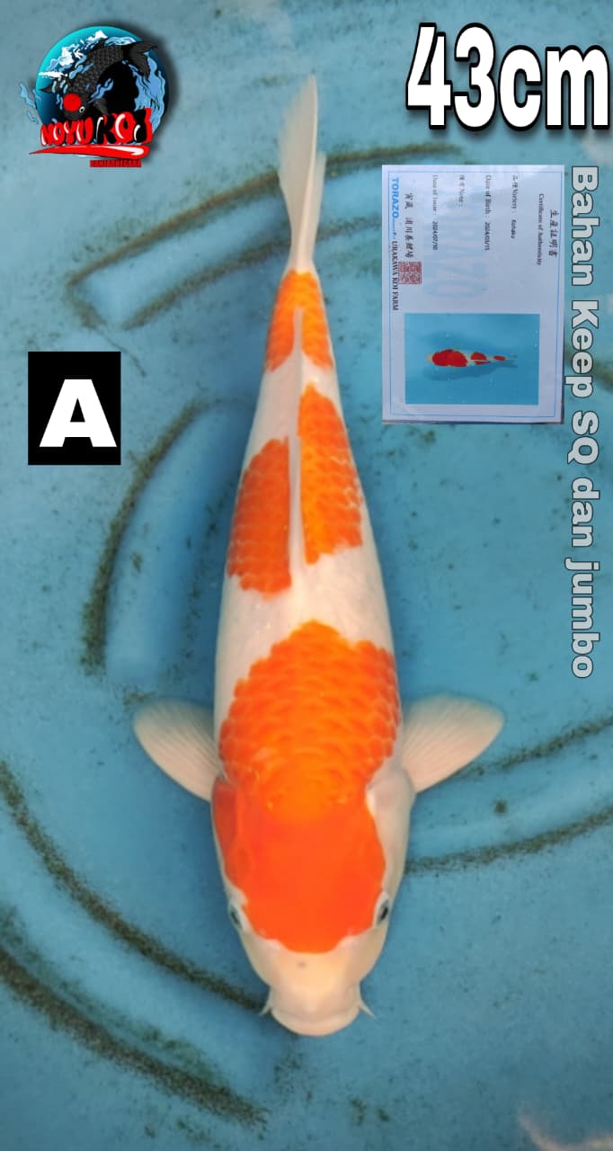 Lelang Koi Online, Jual Beli Ikan Koi, Pasar Koi Terbaik, Agen Lelang Koi, Penawaran Koi Berkualitas, Harga Jual Koi, Lelang Ikan Koi Import, Beli Koi Online, Jual Koi Murah, Koi Showroom, Penjual Koi Terpercaya, Lelang Koi Jakarta, Jual Koi Lokal, Koi Kualitas Unggul, Harga Terbaik Koi, Jual Koi Indukan, Lelang Ikan Hias Koi, Pasar Koi Indonesia, Beli Koi Berkualitas Tinggi, Koi Farm Terbesar, Jual Beli Koi Impor, Lelang Ikan Koi Kualitas Premium, Daftar Harga Koi Terbaru, Pusat Jual Beli Koi, Info Lelang Koi Hari Ini.