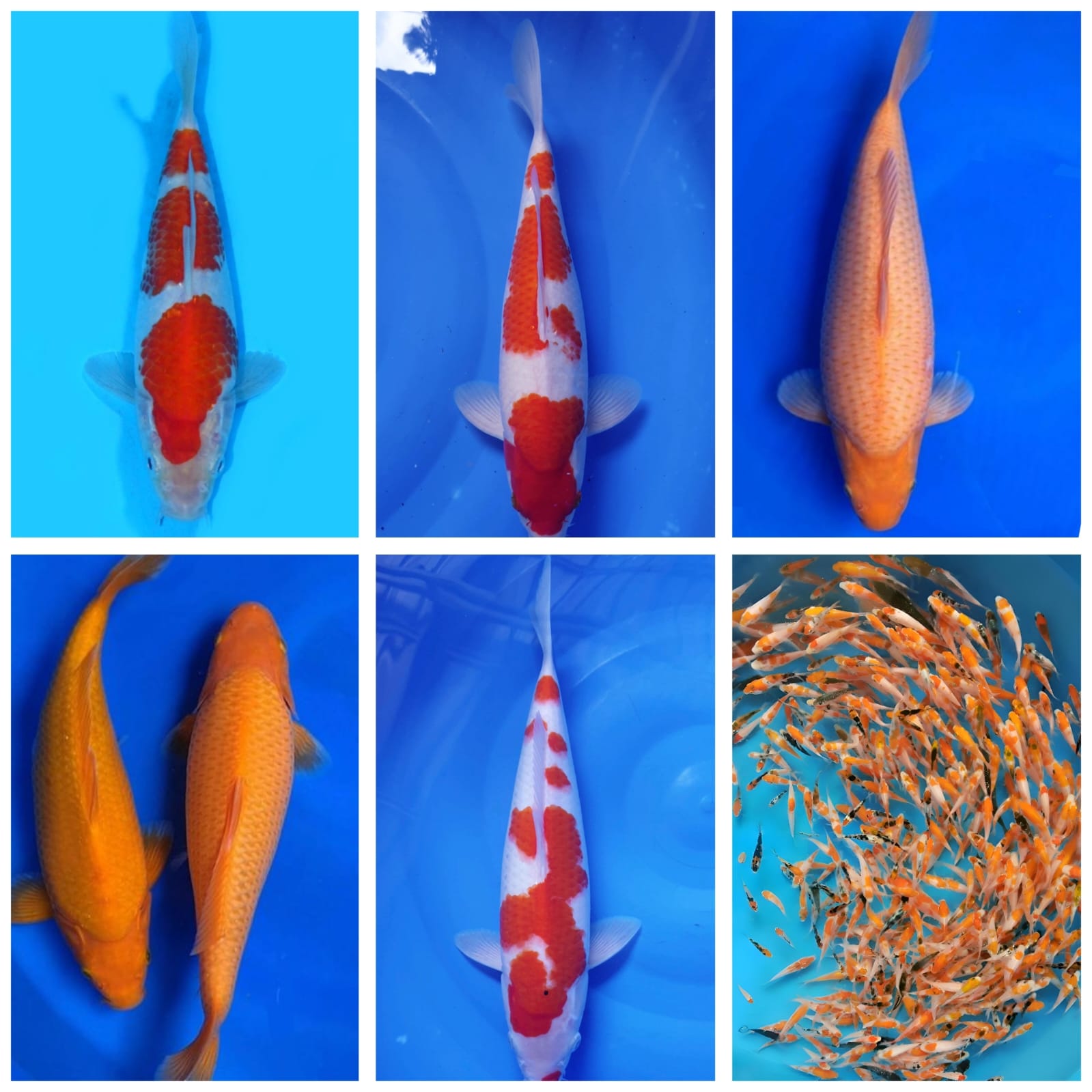 Lelang Koi Online, Jual Beli Ikan Koi, Pasar Koi Terbaik, Agen Lelang Koi, Penawaran Koi Berkualitas, Harga Jual Koi, Lelang Ikan Koi Import, Beli Koi Online, Jual Koi Murah, Koi Showroom, Penjual Koi Terpercaya, Lelang Koi Jakarta, Jual Koi Lokal, Koi Kualitas Unggul, Harga Terbaik Koi, Jual Koi Indukan, Lelang Ikan Hias Koi, Pasar Koi Indonesia, Beli Koi Berkualitas Tinggi, Koi Farm Terbesar, Jual Beli Koi Impor, Lelang Ikan Koi Kualitas Premium, Daftar Harga Koi Terbaru, Pusat Jual Beli Koi, Info Lelang Koi Hari Ini.