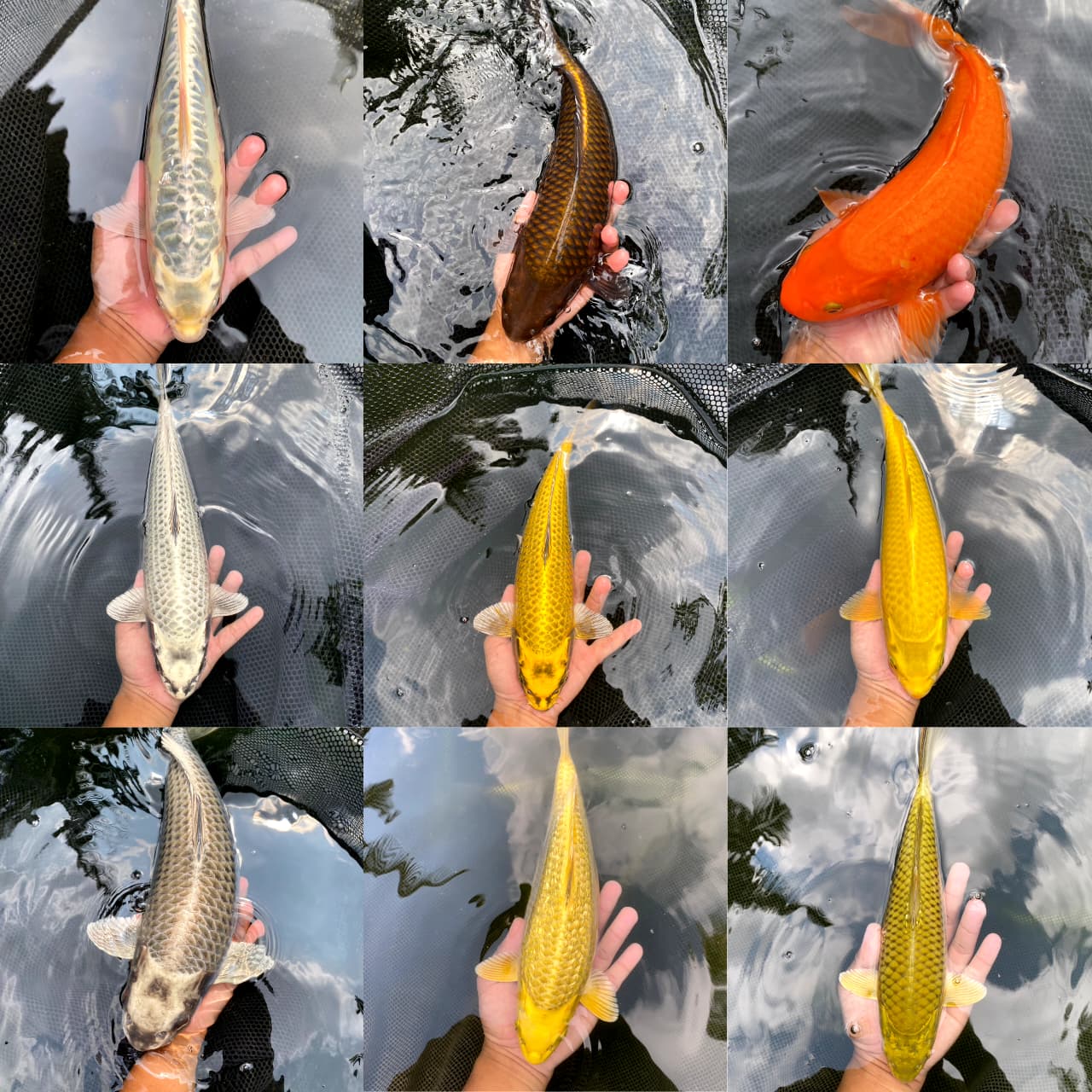 Lelang Koi Online, Jual Beli Ikan Koi, Pasar Koi Terbaik, Agen Lelang Koi, Penawaran Koi Berkualitas, Harga Jual Koi, Lelang Ikan Koi Import, Beli Koi Online, Jual Koi Murah, Koi Showroom, Penjual Koi Terpercaya, Lelang Koi Jakarta, Jual Koi Lokal, Koi Kualitas Unggul, Harga Terbaik Koi, Jual Koi Indukan, Lelang Ikan Hias Koi, Pasar Koi Indonesia, Beli Koi Berkualitas Tinggi, Koi Farm Terbesar, Jual Beli Koi Impor, Lelang Ikan Koi Kualitas Premium, Daftar Harga Koi Terbaru, Pusat Jual Beli Koi, Info Lelang Koi Hari Ini.