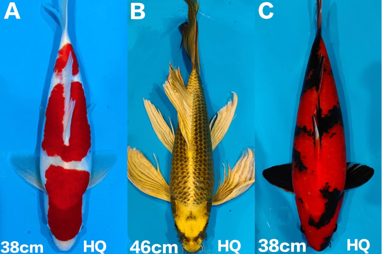Lelang Koi Online, Jual Beli Ikan Koi, Pasar Koi Terbaik, Agen Lelang Koi, Penawaran Koi Berkualitas, Harga Jual Koi, Lelang Ikan Koi Import, Beli Koi Online, Jual Koi Murah, Koi Showroom, Penjual Koi Terpercaya, Lelang Koi Jakarta, Jual Koi Lokal, Koi Kualitas Unggul, Harga Terbaik Koi, Jual Koi Indukan, Lelang Ikan Hias Koi, Pasar Koi Indonesia, Beli Koi Berkualitas Tinggi, Koi Farm Terbesar, Jual Beli Koi Impor, Lelang Ikan Koi Kualitas Premium, Daftar Harga Koi Terbaru, Pusat Jual Beli Koi, Info Lelang Koi Hari Ini.