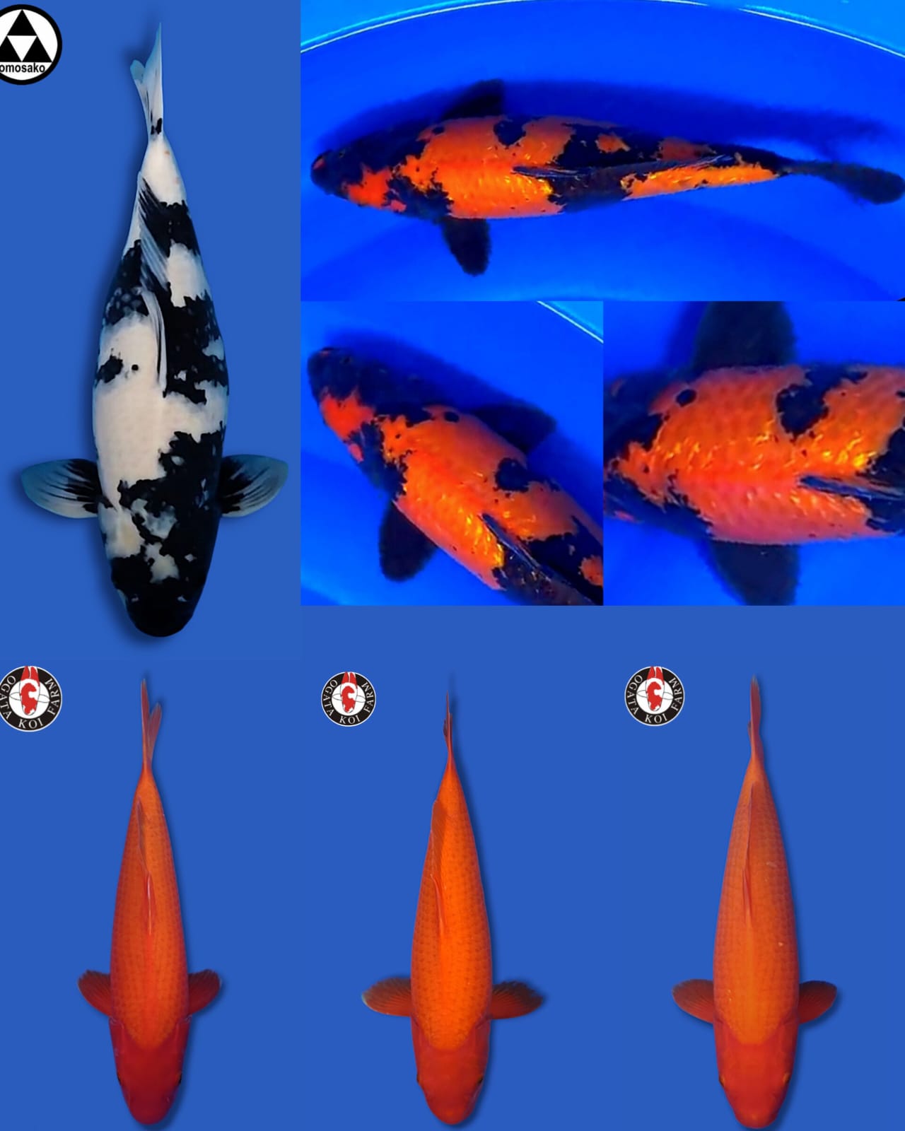 Lelang Koi Online, Jual Beli Ikan Koi, Pasar Koi Terbaik, Agen Lelang Koi, Penawaran Koi Berkualitas, Harga Jual Koi, Lelang Ikan Koi Import, Beli Koi Online, Jual Koi Murah, Koi Showroom, Penjual Koi Terpercaya, Lelang Koi Jakarta, Jual Koi Lokal, Koi Kualitas Unggul, Harga Terbaik Koi, Jual Koi Indukan, Lelang Ikan Hias Koi, Pasar Koi Indonesia, Beli Koi Berkualitas Tinggi, Koi Farm Terbesar, Jual Beli Koi Impor, Lelang Ikan Koi Kualitas Premium, Daftar Harga Koi Terbaru, Pusat Jual Beli Koi, Info Lelang Koi Hari Ini.