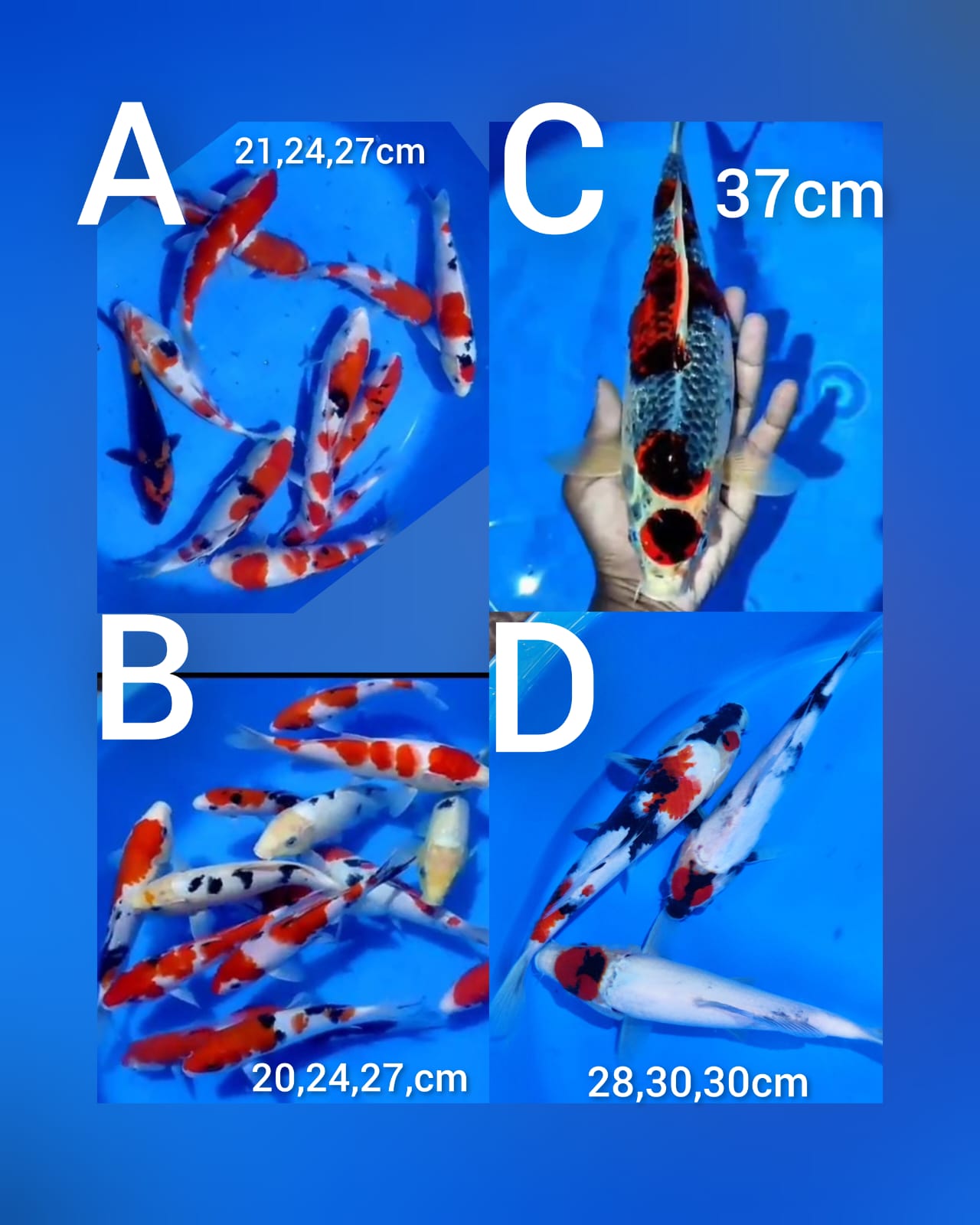 Lelang Koi Online, Jual Beli Ikan Koi, Pasar Koi Terbaik, Agen Lelang Koi, Penawaran Koi Berkualitas, Harga Jual Koi, Lelang Ikan Koi Import, Beli Koi Online, Jual Koi Murah, Koi Showroom, Penjual Koi Terpercaya, Lelang Koi Jakarta, Jual Koi Lokal, Koi Kualitas Unggul, Harga Terbaik Koi, Jual Koi Indukan, Lelang Ikan Hias Koi, Pasar Koi Indonesia, Beli Koi Berkualitas Tinggi, Koi Farm Terbesar, Jual Beli Koi Impor, Lelang Ikan Koi Kualitas Premium, Daftar Harga Koi Terbaru, Pusat Jual Beli Koi, Info Lelang Koi Hari Ini.