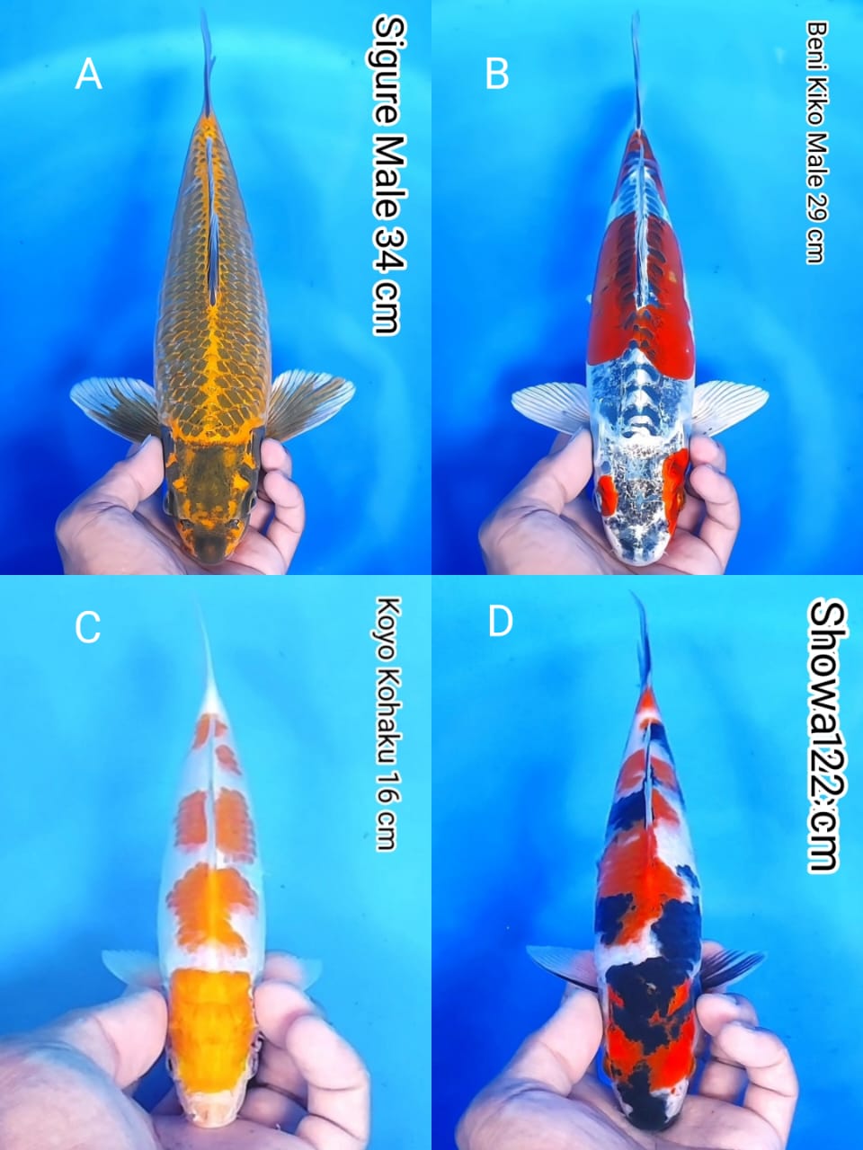 Lelang Koi Online, Jual Beli Ikan Koi, Pasar Koi Terbaik, Agen Lelang Koi, Penawaran Koi Berkualitas, Harga Jual Koi, Lelang Ikan Koi Import, Beli Koi Online, Jual Koi Murah, Koi Showroom, Penjual Koi Terpercaya, Lelang Koi Jakarta, Jual Koi Lokal, Koi Kualitas Unggul, Harga Terbaik Koi, Jual Koi Indukan, Lelang Ikan Hias Koi, Pasar Koi Indonesia, Beli Koi Berkualitas Tinggi, Koi Farm Terbesar, Jual Beli Koi Impor, Lelang Ikan Koi Kualitas Premium, Daftar Harga Koi Terbaru, Pusat Jual Beli Koi, Info Lelang Koi Hari Ini.