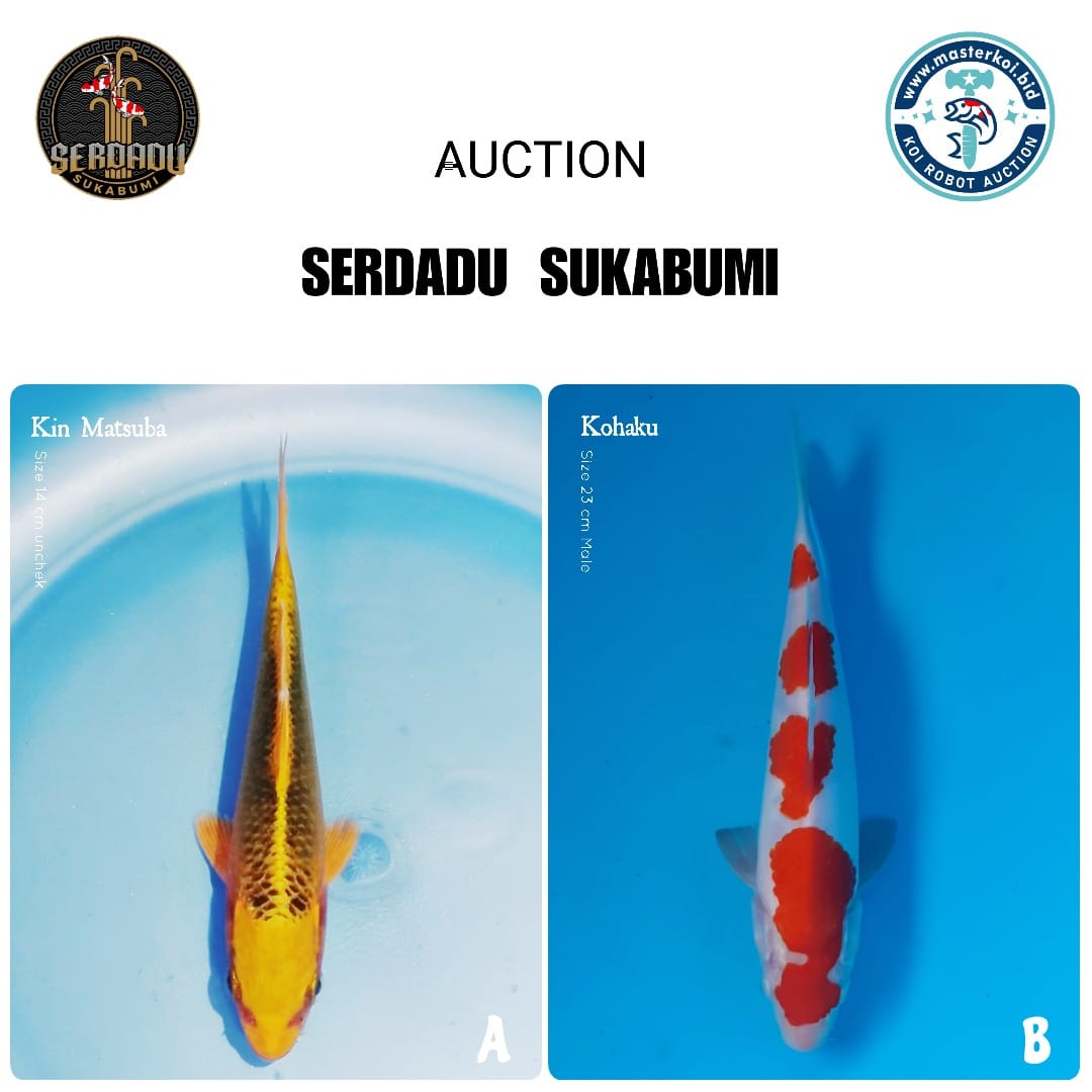 Lelang Koi Online, Jual Beli Ikan Koi, Pasar Koi Terbaik, Agen Lelang Koi, Penawaran Koi Berkualitas, Harga Jual Koi, Lelang Ikan Koi Import, Beli Koi Online, Jual Koi Murah, Koi Showroom, Penjual Koi Terpercaya, Lelang Koi Jakarta, Jual Koi Lokal, Koi Kualitas Unggul, Harga Terbaik Koi, Jual Koi Indukan, Lelang Ikan Hias Koi, Pasar Koi Indonesia, Beli Koi Berkualitas Tinggi, Koi Farm Terbesar, Jual Beli Koi Impor, Lelang Ikan Koi Kualitas Premium, Daftar Harga Koi Terbaru, Pusat Jual Beli Koi, Info Lelang Koi Hari Ini.