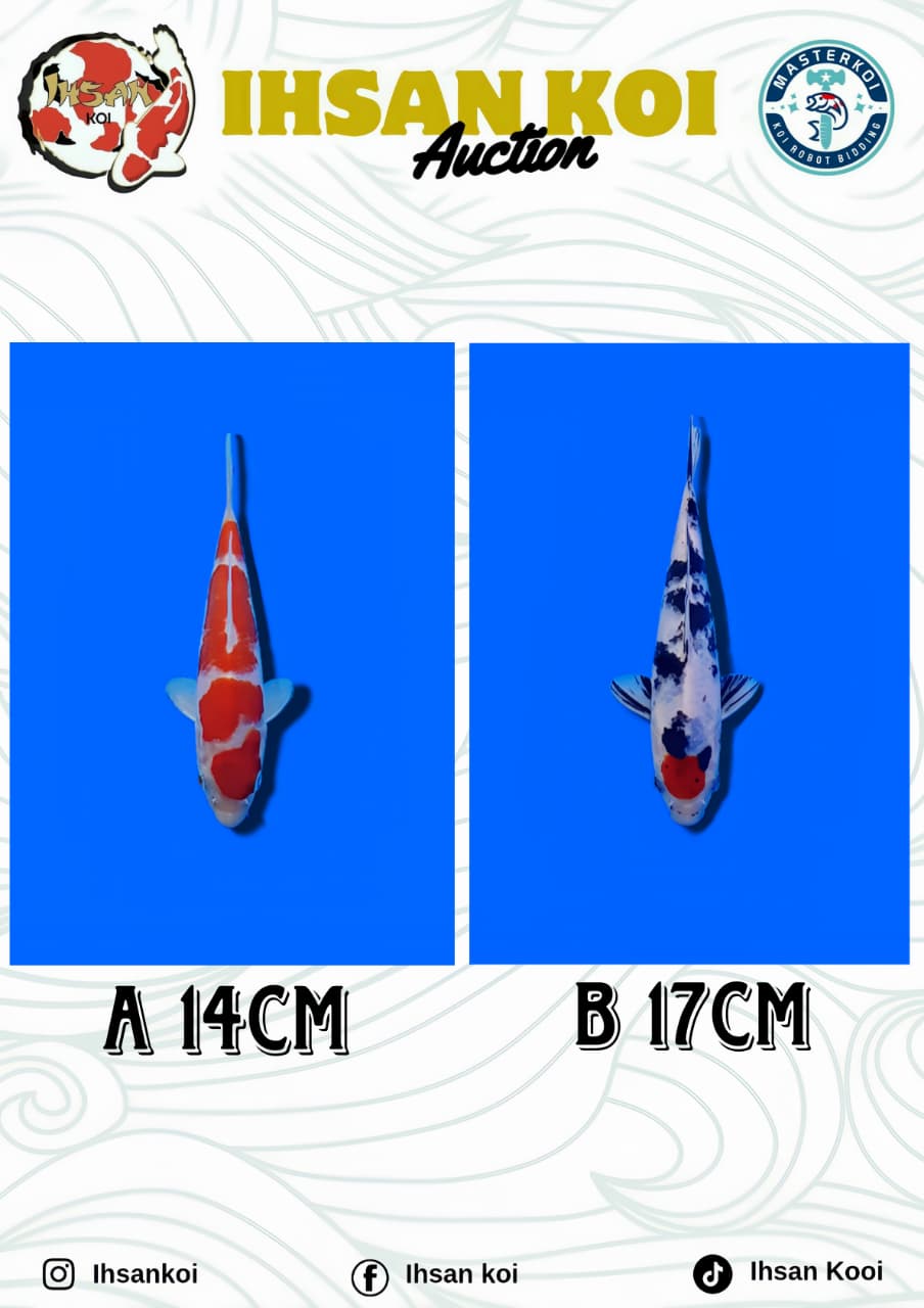 Lelang Koi Online, Jual Beli Ikan Koi, Pasar Koi Terbaik, Agen Lelang Koi, Penawaran Koi Berkualitas, Harga Jual Koi, Lelang Ikan Koi Import, Beli Koi Online, Jual Koi Murah, Koi Showroom, Penjual Koi Terpercaya, Lelang Koi Jakarta, Jual Koi Lokal, Koi Kualitas Unggul, Harga Terbaik Koi, Jual Koi Indukan, Lelang Ikan Hias Koi, Pasar Koi Indonesia, Beli Koi Berkualitas Tinggi, Koi Farm Terbesar, Jual Beli Koi Impor, Lelang Ikan Koi Kualitas Premium, Daftar Harga Koi Terbaru, Pusat Jual Beli Koi, Info Lelang Koi Hari Ini.