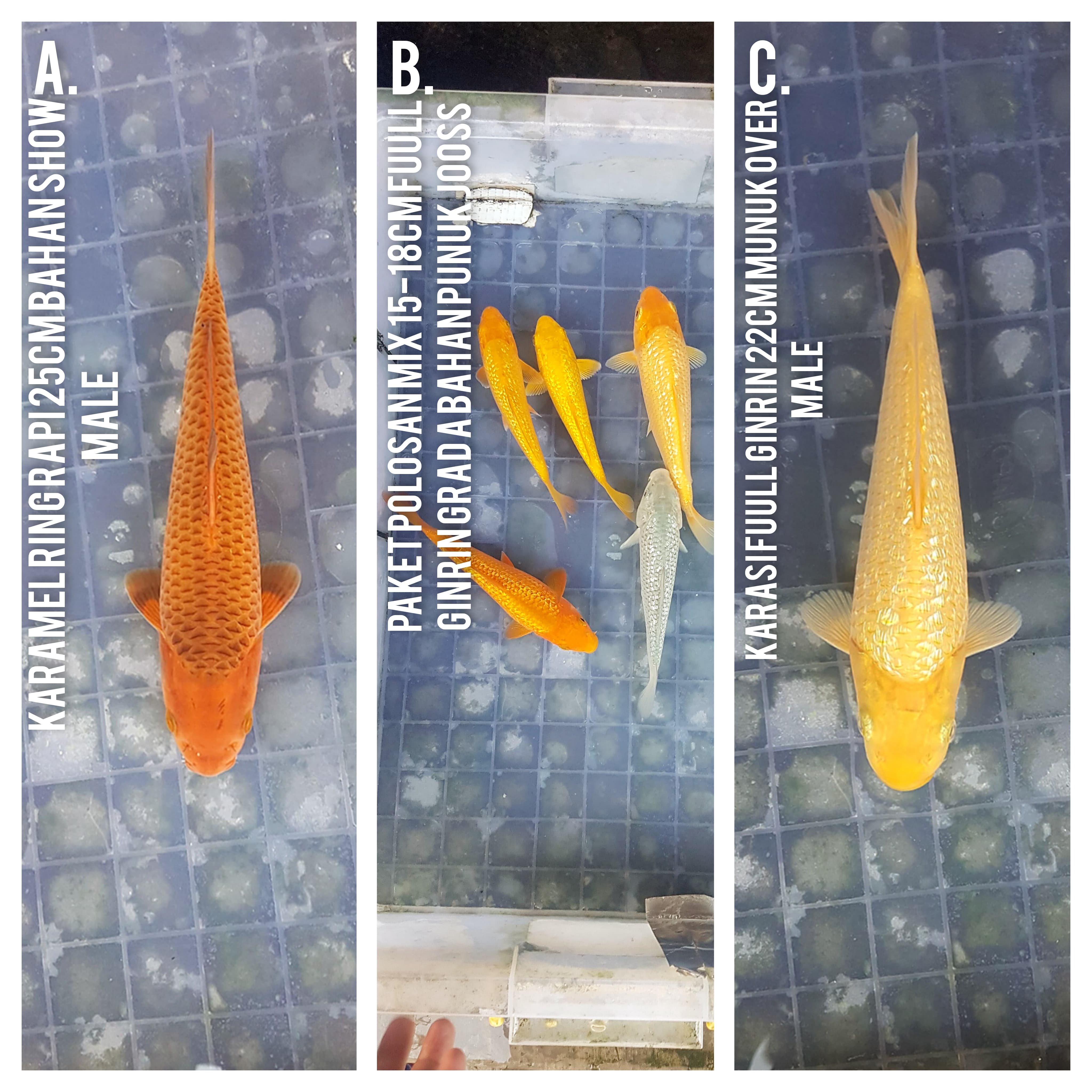 Lelang Koi Online, Jual Beli Ikan Koi, Pasar Koi Terbaik, Agen Lelang Koi, Penawaran Koi Berkualitas, Harga Jual Koi, Lelang Ikan Koi Import, Beli Koi Online, Jual Koi Murah, Koi Showroom, Penjual Koi Terpercaya, Lelang Koi Jakarta, Jual Koi Lokal, Koi Kualitas Unggul, Harga Terbaik Koi, Jual Koi Indukan, Lelang Ikan Hias Koi, Pasar Koi Indonesia, Beli Koi Berkualitas Tinggi, Koi Farm Terbesar, Jual Beli Koi Impor, Lelang Ikan Koi Kualitas Premium, Daftar Harga Koi Terbaru, Pusat Jual Beli Koi, Info Lelang Koi Hari Ini.