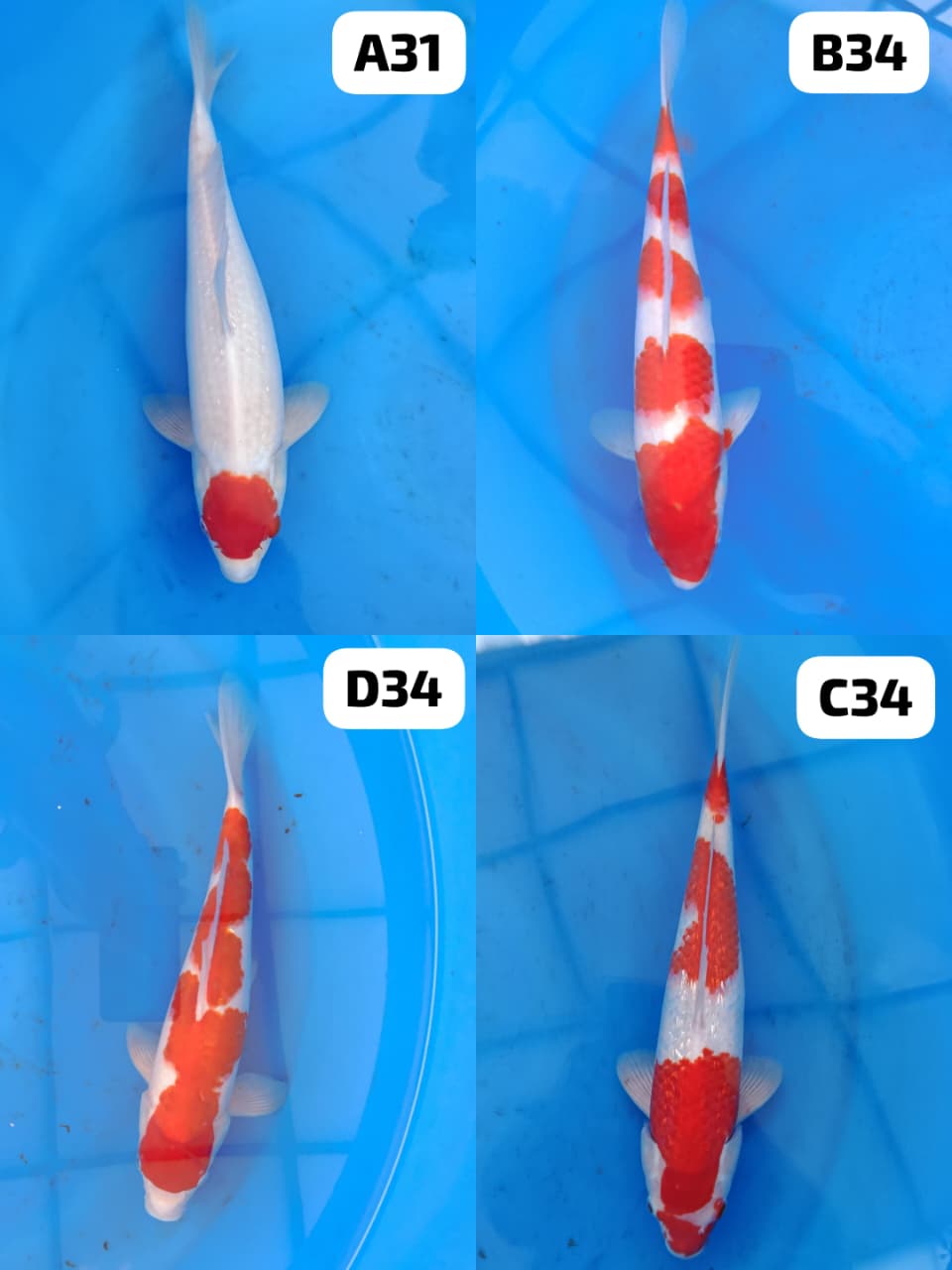 Lelang Koi Online, Jual Beli Ikan Koi, Pasar Koi Terbaik, Agen Lelang Koi, Penawaran Koi Berkualitas, Harga Jual Koi, Lelang Ikan Koi Import, Beli Koi Online, Jual Koi Murah, Koi Showroom, Penjual Koi Terpercaya, Lelang Koi Jakarta, Jual Koi Lokal, Koi Kualitas Unggul, Harga Terbaik Koi, Jual Koi Indukan, Lelang Ikan Hias Koi, Pasar Koi Indonesia, Beli Koi Berkualitas Tinggi, Koi Farm Terbesar, Jual Beli Koi Impor, Lelang Ikan Koi Kualitas Premium, Daftar Harga Koi Terbaru, Pusat Jual Beli Koi, Info Lelang Koi Hari Ini.