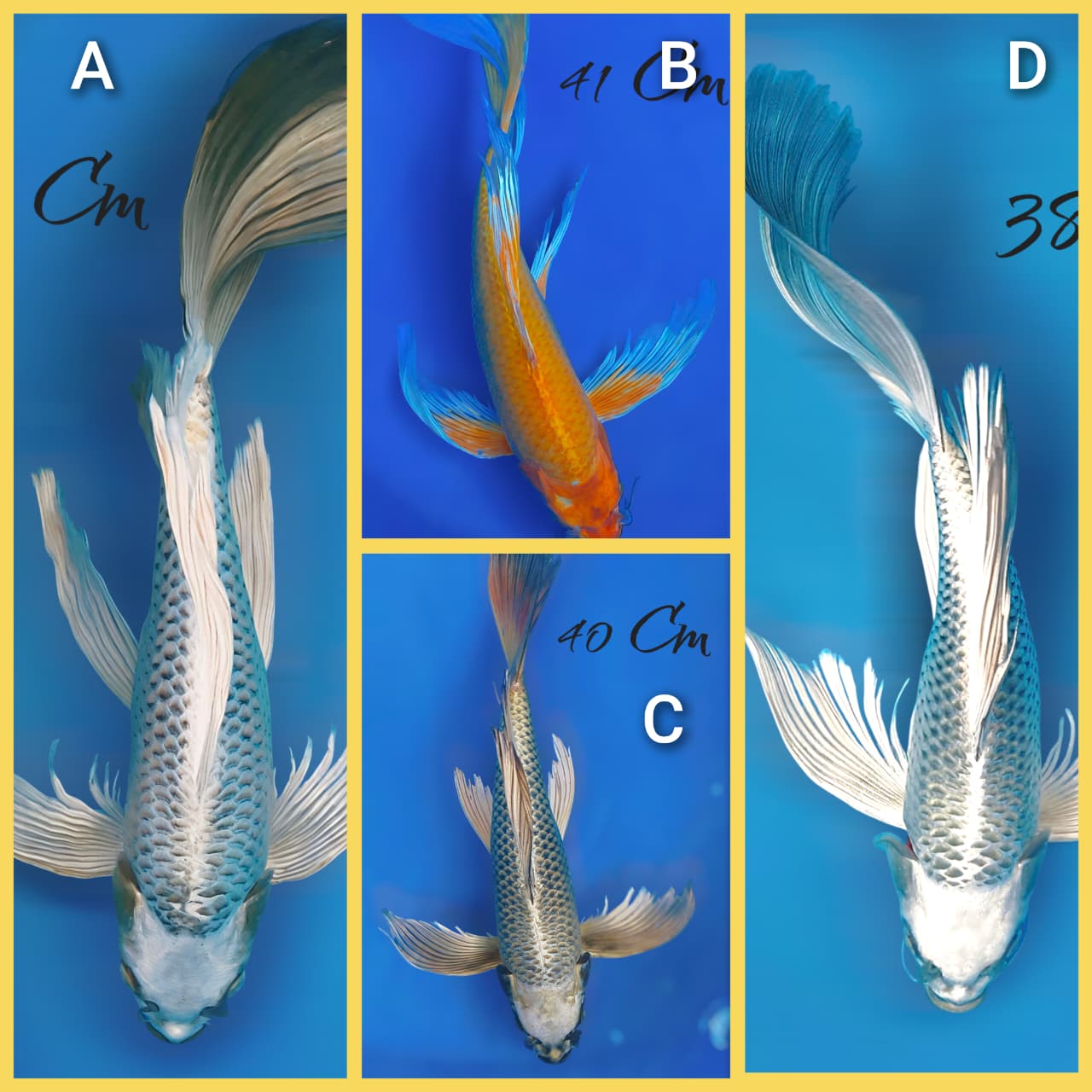 Lelang Koi Online, Jual Beli Ikan Koi, Pasar Koi Terbaik, Agen Lelang Koi, Penawaran Koi Berkualitas, Harga Jual Koi, Lelang Ikan Koi Import, Beli Koi Online, Jual Koi Murah, Koi Showroom, Penjual Koi Terpercaya, Lelang Koi Jakarta, Jual Koi Lokal, Koi Kualitas Unggul, Harga Terbaik Koi, Jual Koi Indukan, Lelang Ikan Hias Koi, Pasar Koi Indonesia, Beli Koi Berkualitas Tinggi, Koi Farm Terbesar, Jual Beli Koi Impor, Lelang Ikan Koi Kualitas Premium, Daftar Harga Koi Terbaru, Pusat Jual Beli Koi, Info Lelang Koi Hari Ini.
