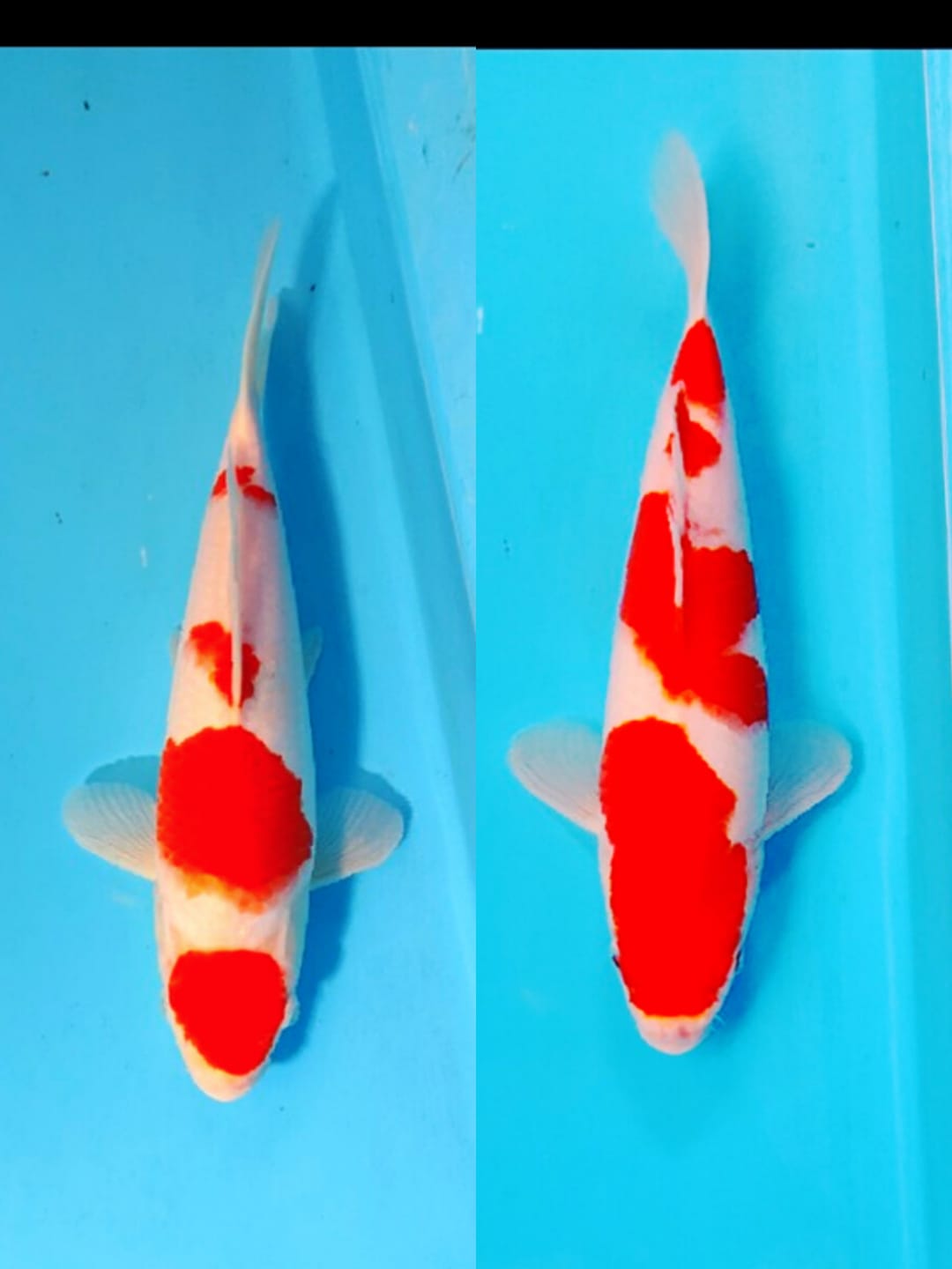 Lelang Koi Online, Jual Beli Ikan Koi, Pasar Koi Terbaik, Agen Lelang Koi, Penawaran Koi Berkualitas, Harga Jual Koi, Lelang Ikan Koi Import, Beli Koi Online, Jual Koi Murah, Koi Showroom, Penjual Koi Terpercaya, Lelang Koi Jakarta, Jual Koi Lokal, Koi Kualitas Unggul, Harga Terbaik Koi, Jual Koi Indukan, Lelang Ikan Hias Koi, Pasar Koi Indonesia, Beli Koi Berkualitas Tinggi, Koi Farm Terbesar, Jual Beli Koi Impor, Lelang Ikan Koi Kualitas Premium, Daftar Harga Koi Terbaru, Pusat Jual Beli Koi, Info Lelang Koi Hari Ini.
