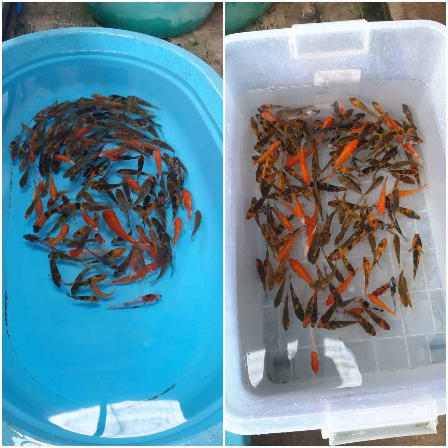 Lelang Koi Online, Jual Beli Ikan Koi, Pasar Koi Terbaik, Agen Lelang Koi, Penawaran Koi Berkualitas, Harga Jual Koi, Lelang Ikan Koi Import, Beli Koi Online, Jual Koi Murah, Koi Showroom, Penjual Koi Terpercaya, Lelang Koi Jakarta, Jual Koi Lokal, Koi Kualitas Unggul, Harga Terbaik Koi, Jual Koi Indukan, Lelang Ikan Hias Koi, Pasar Koi Indonesia, Beli Koi Berkualitas Tinggi, Koi Farm Terbesar, Jual Beli Koi Impor, Lelang Ikan Koi Kualitas Premium, Daftar Harga Koi Terbaru, Pusat Jual Beli Koi, Info Lelang Koi Hari Ini.