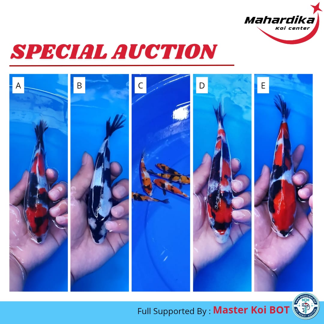 Lelang Koi Online, Jual Beli Ikan Koi, Pasar Koi Terbaik, Agen Lelang Koi, Penawaran Koi Berkualitas, Harga Jual Koi, Lelang Ikan Koi Import, Beli Koi Online, Jual Koi Murah, Koi Showroom, Penjual Koi Terpercaya, Lelang Koi Jakarta, Jual Koi Lokal, Koi Kualitas Unggul, Harga Terbaik Koi, Jual Koi Indukan, Lelang Ikan Hias Koi, Pasar Koi Indonesia, Beli Koi Berkualitas Tinggi, Koi Farm Terbesar, Jual Beli Koi Impor, Lelang Ikan Koi Kualitas Premium, Daftar Harga Koi Terbaru, Pusat Jual Beli Koi, Info Lelang Koi Hari Ini.