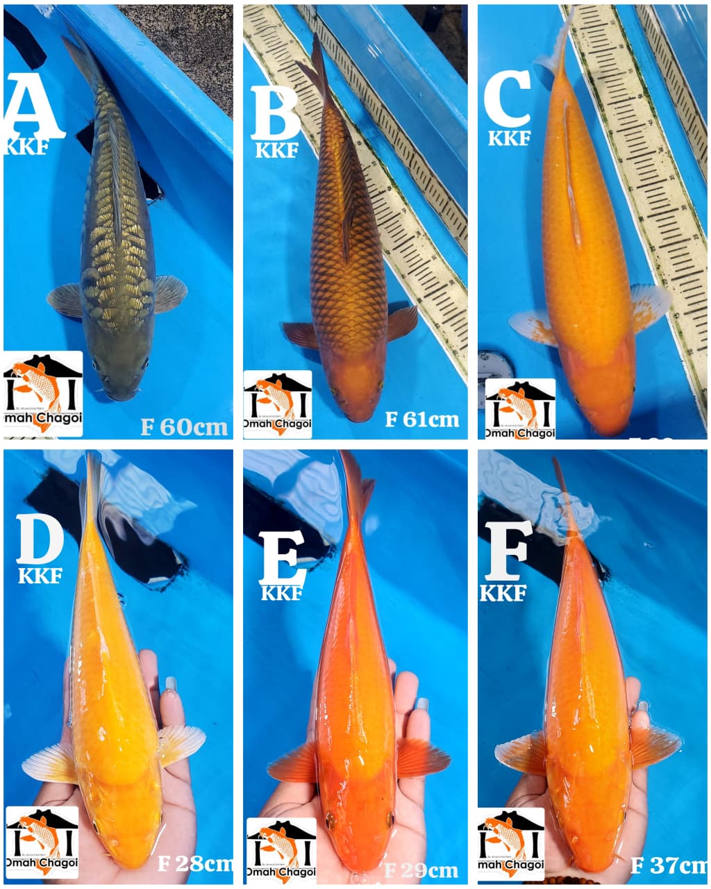Lelang Koi Online, Jual Beli Ikan Koi, Pasar Koi Terbaik, Agen Lelang Koi, Penawaran Koi Berkualitas, Harga Jual Koi, Lelang Ikan Koi Import, Beli Koi Online, Jual Koi Murah, Koi Showroom, Penjual Koi Terpercaya, Lelang Koi Jakarta, Jual Koi Lokal, Koi Kualitas Unggul, Harga Terbaik Koi, Jual Koi Indukan, Lelang Ikan Hias Koi, Pasar Koi Indonesia, Beli Koi Berkualitas Tinggi, Koi Farm Terbesar, Jual Beli Koi Impor, Lelang Ikan Koi Kualitas Premium, Daftar Harga Koi Terbaru, Pusat Jual Beli Koi, Info Lelang Koi Hari Ini.