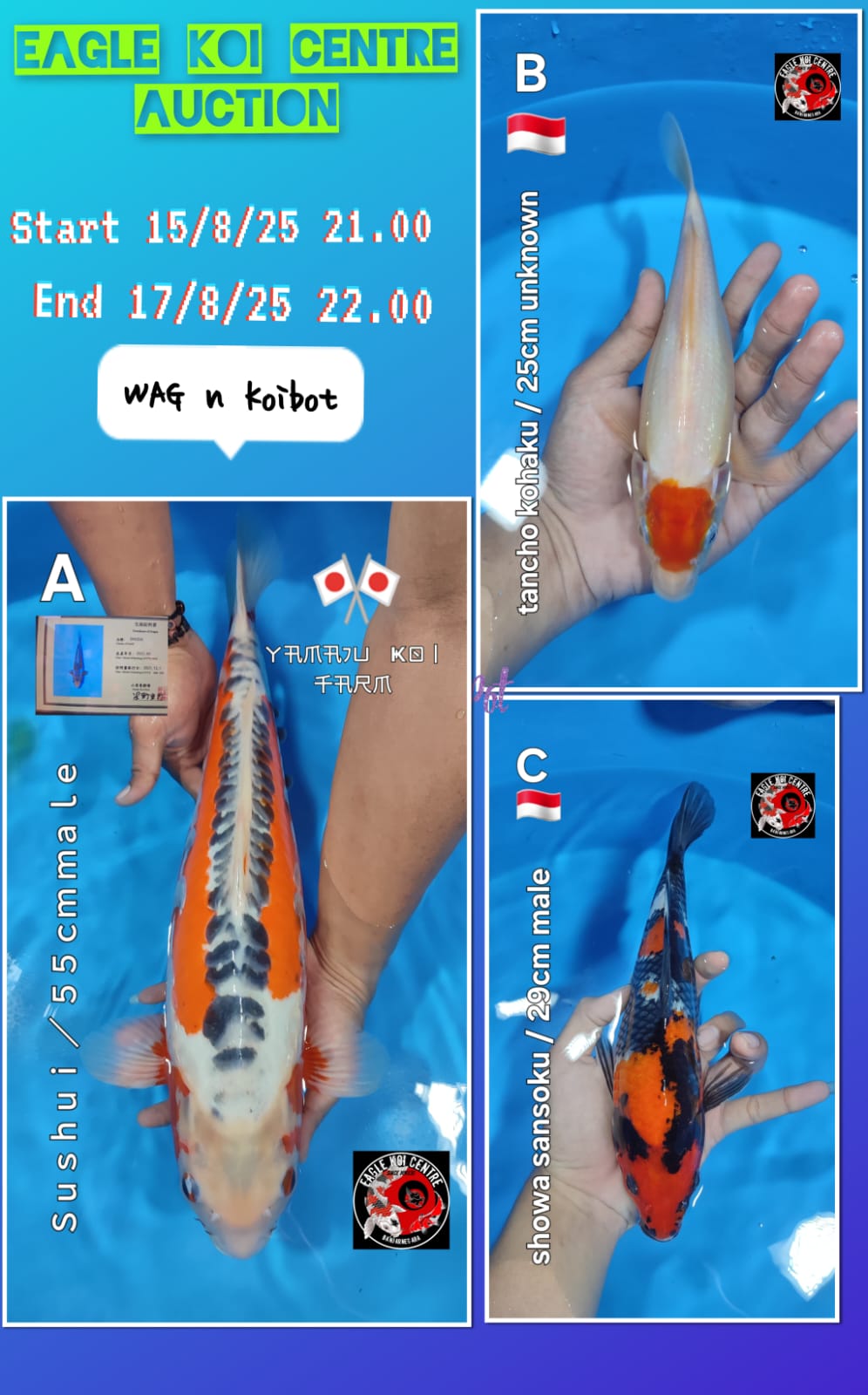 Lelang Koi Online, Jual Beli Ikan Koi, Pasar Koi Terbaik, Agen Lelang Koi, Penawaran Koi Berkualitas, Harga Jual Koi, Lelang Ikan Koi Import, Beli Koi Online, Jual Koi Murah, Koi Showroom, Penjual Koi Terpercaya, Lelang Koi Jakarta, Jual Koi Lokal, Koi Kualitas Unggul, Harga Terbaik Koi, Jual Koi Indukan, Lelang Ikan Hias Koi, Pasar Koi Indonesia, Beli Koi Berkualitas Tinggi, Koi Farm Terbesar, Jual Beli Koi Impor, Lelang Ikan Koi Kualitas Premium, Daftar Harga Koi Terbaru, Pusat Jual Beli Koi, Info Lelang Koi Hari Ini.