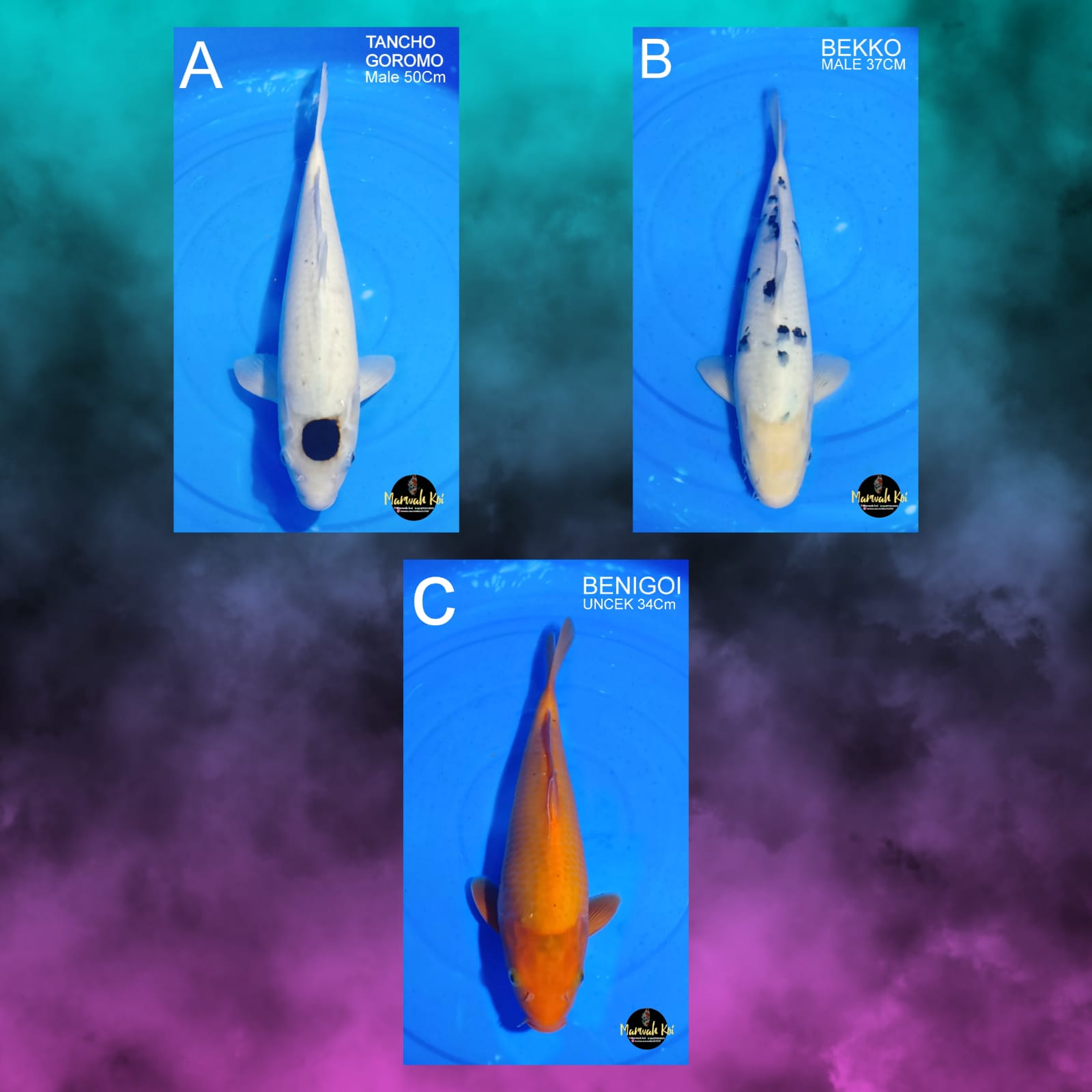 Lelang Koi Online, Jual Beli Ikan Koi, Pasar Koi Terbaik, Agen Lelang Koi, Penawaran Koi Berkualitas, Harga Jual Koi, Lelang Ikan Koi Import, Beli Koi Online, Jual Koi Murah, Koi Showroom, Penjual Koi Terpercaya, Lelang Koi Jakarta, Jual Koi Lokal, Koi Kualitas Unggul, Harga Terbaik Koi, Jual Koi Indukan, Lelang Ikan Hias Koi, Pasar Koi Indonesia, Beli Koi Berkualitas Tinggi, Koi Farm Terbesar, Jual Beli Koi Impor, Lelang Ikan Koi Kualitas Premium, Daftar Harga Koi Terbaru, Pusat Jual Beli Koi, Info Lelang Koi Hari Ini.