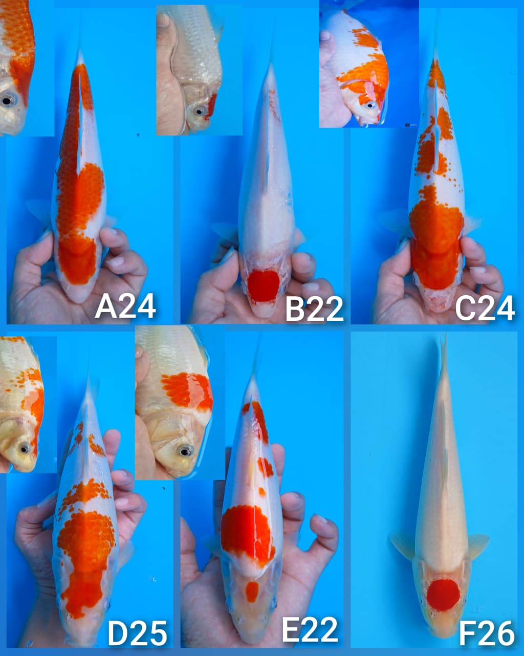 Lelang Koi Online, Jual Beli Ikan Koi, Pasar Koi Terbaik, Agen Lelang Koi, Penawaran Koi Berkualitas, Harga Jual Koi, Lelang Ikan Koi Import, Beli Koi Online, Jual Koi Murah, Koi Showroom, Penjual Koi Terpercaya, Lelang Koi Jakarta, Jual Koi Lokal, Koi Kualitas Unggul, Harga Terbaik Koi, Jual Koi Indukan, Lelang Ikan Hias Koi, Pasar Koi Indonesia, Beli Koi Berkualitas Tinggi, Koi Farm Terbesar, Jual Beli Koi Impor, Lelang Ikan Koi Kualitas Premium, Daftar Harga Koi Terbaru, Pusat Jual Beli Koi, Info Lelang Koi Hari Ini.