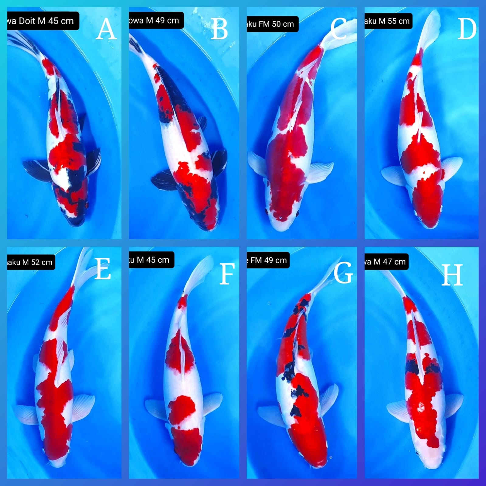 Lelang Koi Online, Jual Beli Ikan Koi, Pasar Koi Terbaik, Agen Lelang Koi, Penawaran Koi Berkualitas, Harga Jual Koi, Lelang Ikan Koi Import, Beli Koi Online, Jual Koi Murah, Koi Showroom, Penjual Koi Terpercaya, Lelang Koi Jakarta, Jual Koi Lokal, Koi Kualitas Unggul, Harga Terbaik Koi, Jual Koi Indukan, Lelang Ikan Hias Koi, Pasar Koi Indonesia, Beli Koi Berkualitas Tinggi, Koi Farm Terbesar, Jual Beli Koi Impor, Lelang Ikan Koi Kualitas Premium, Daftar Harga Koi Terbaru, Pusat Jual Beli Koi, Info Lelang Koi Hari Ini.