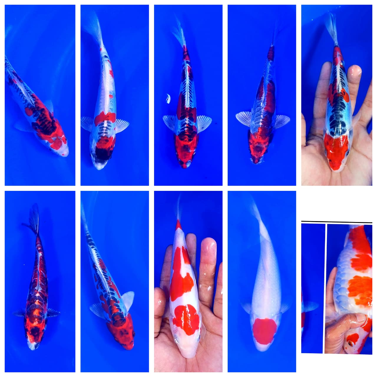 Lelang Koi Online, Jual Beli Ikan Koi, Pasar Koi Terbaik, Agen Lelang Koi, Penawaran Koi Berkualitas, Harga Jual Koi, Lelang Ikan Koi Import, Beli Koi Online, Jual Koi Murah, Koi Showroom, Penjual Koi Terpercaya, Lelang Koi Jakarta, Jual Koi Lokal, Koi Kualitas Unggul, Harga Terbaik Koi, Jual Koi Indukan, Lelang Ikan Hias Koi, Pasar Koi Indonesia, Beli Koi Berkualitas Tinggi, Koi Farm Terbesar, Jual Beli Koi Impor, Lelang Ikan Koi Kualitas Premium, Daftar Harga Koi Terbaru, Pusat Jual Beli Koi, Info Lelang Koi Hari Ini.