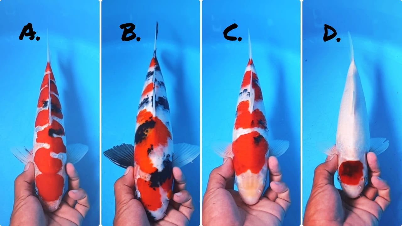 Lelang Koi Online, Jual Beli Ikan Koi, Pasar Koi Terbaik, Agen Lelang Koi, Penawaran Koi Berkualitas, Harga Jual Koi, Lelang Ikan Koi Import, Beli Koi Online, Jual Koi Murah, Koi Showroom, Penjual Koi Terpercaya, Lelang Koi Jakarta, Jual Koi Lokal, Koi Kualitas Unggul, Harga Terbaik Koi, Jual Koi Indukan, Lelang Ikan Hias Koi, Pasar Koi Indonesia, Beli Koi Berkualitas Tinggi, Koi Farm Terbesar, Jual Beli Koi Impor, Lelang Ikan Koi Kualitas Premium, Daftar Harga Koi Terbaru, Pusat Jual Beli Koi, Info Lelang Koi Hari Ini.