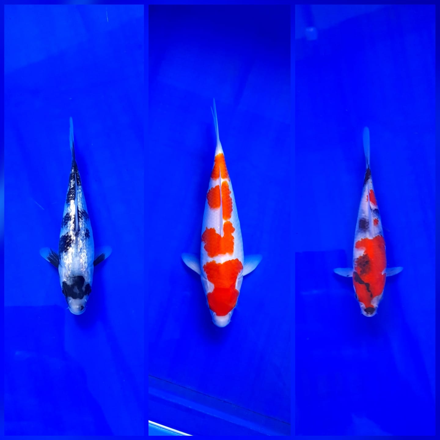 Lelang Koi Online, Jual Beli Ikan Koi, Pasar Koi Terbaik, Agen Lelang Koi, Penawaran Koi Berkualitas, Harga Jual Koi, Lelang Ikan Koi Import, Beli Koi Online, Jual Koi Murah, Koi Showroom, Penjual Koi Terpercaya, Lelang Koi Jakarta, Jual Koi Lokal, Koi Kualitas Unggul, Harga Terbaik Koi, Jual Koi Indukan, Lelang Ikan Hias Koi, Pasar Koi Indonesia, Beli Koi Berkualitas Tinggi, Koi Farm Terbesar, Jual Beli Koi Impor, Lelang Ikan Koi Kualitas Premium, Daftar Harga Koi Terbaru, Pusat Jual Beli Koi, Info Lelang Koi Hari Ini.